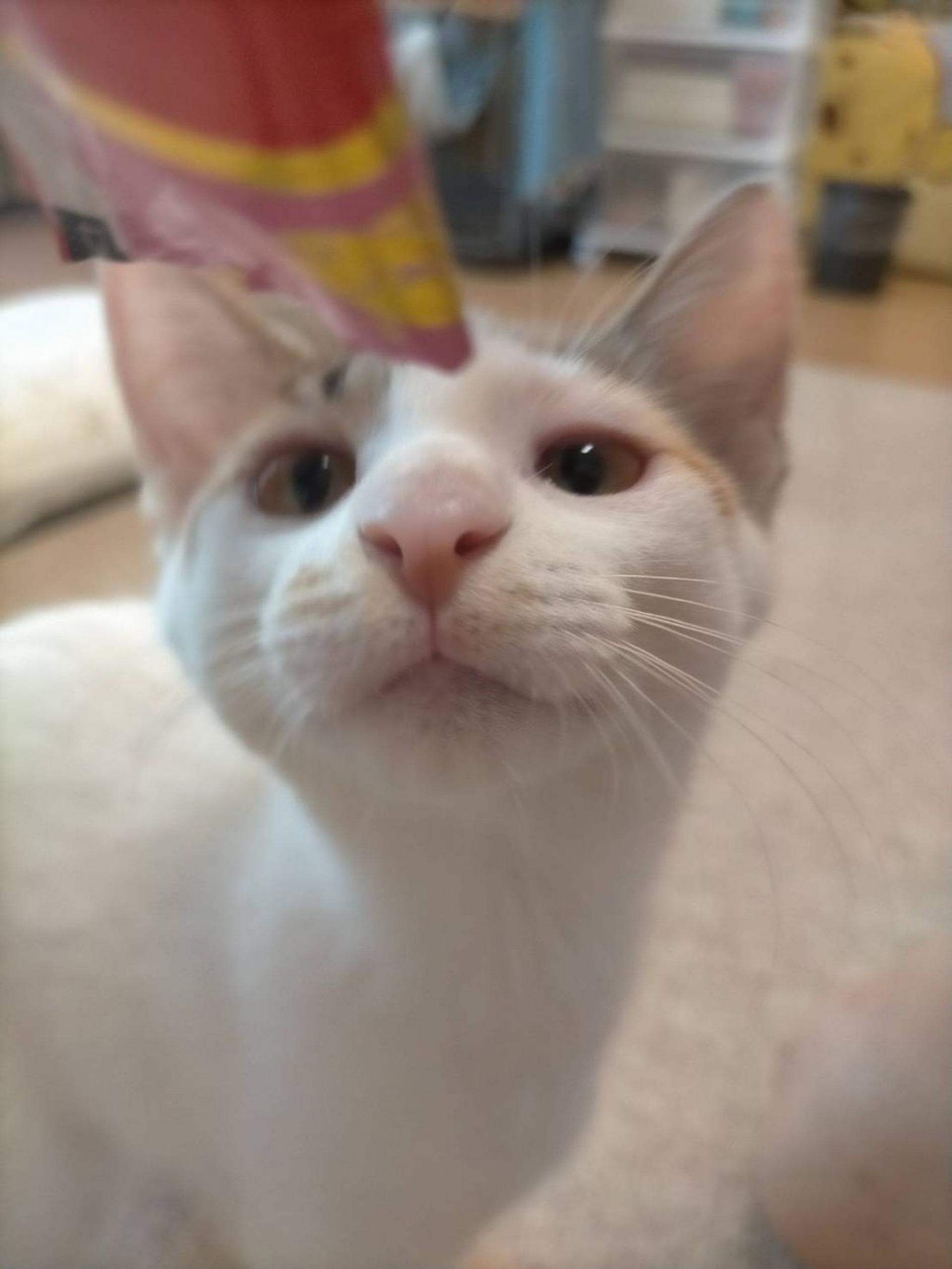 pet-image-6