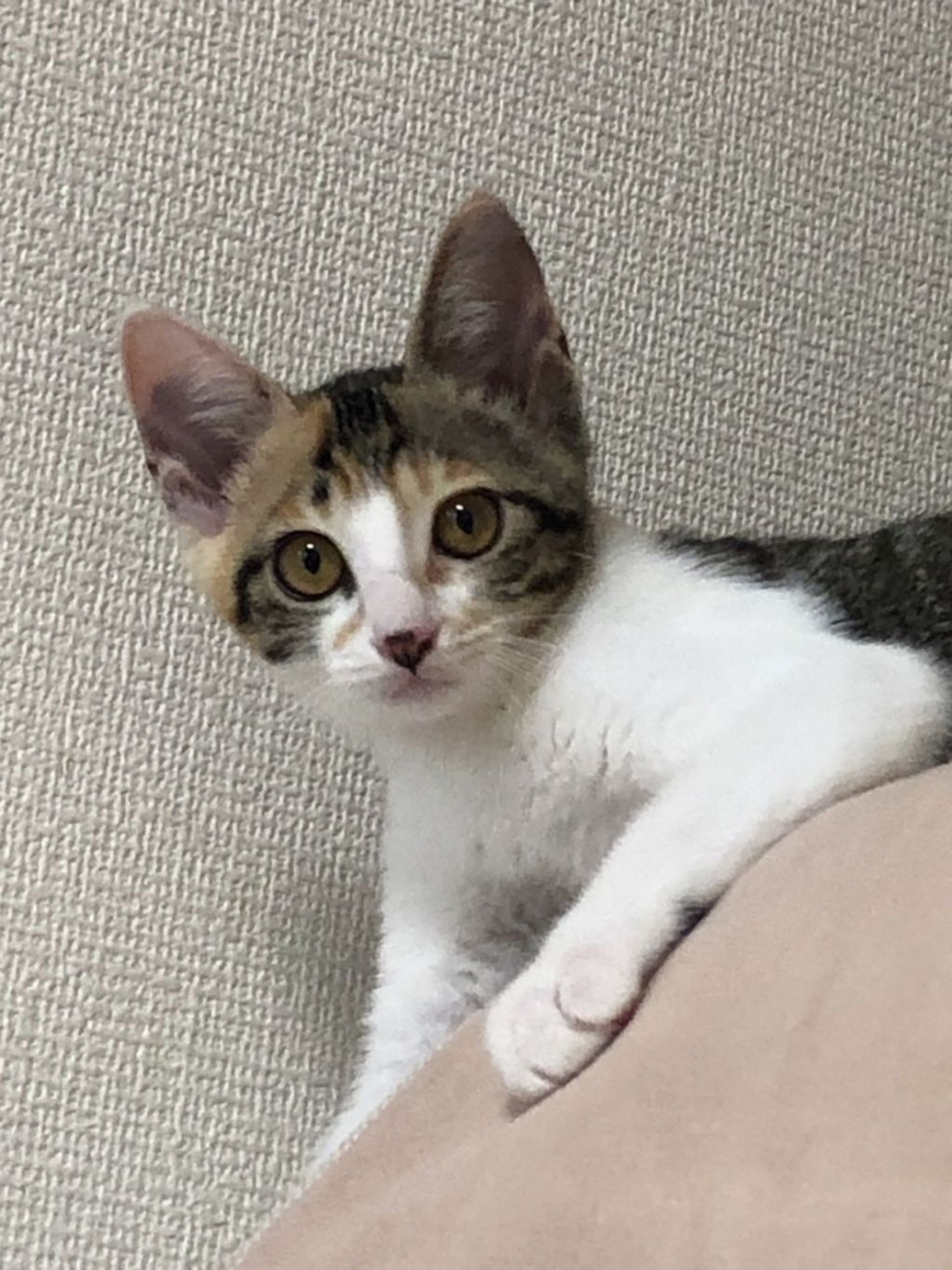 雑種（ミックス猫）・メスの里親募集の写真