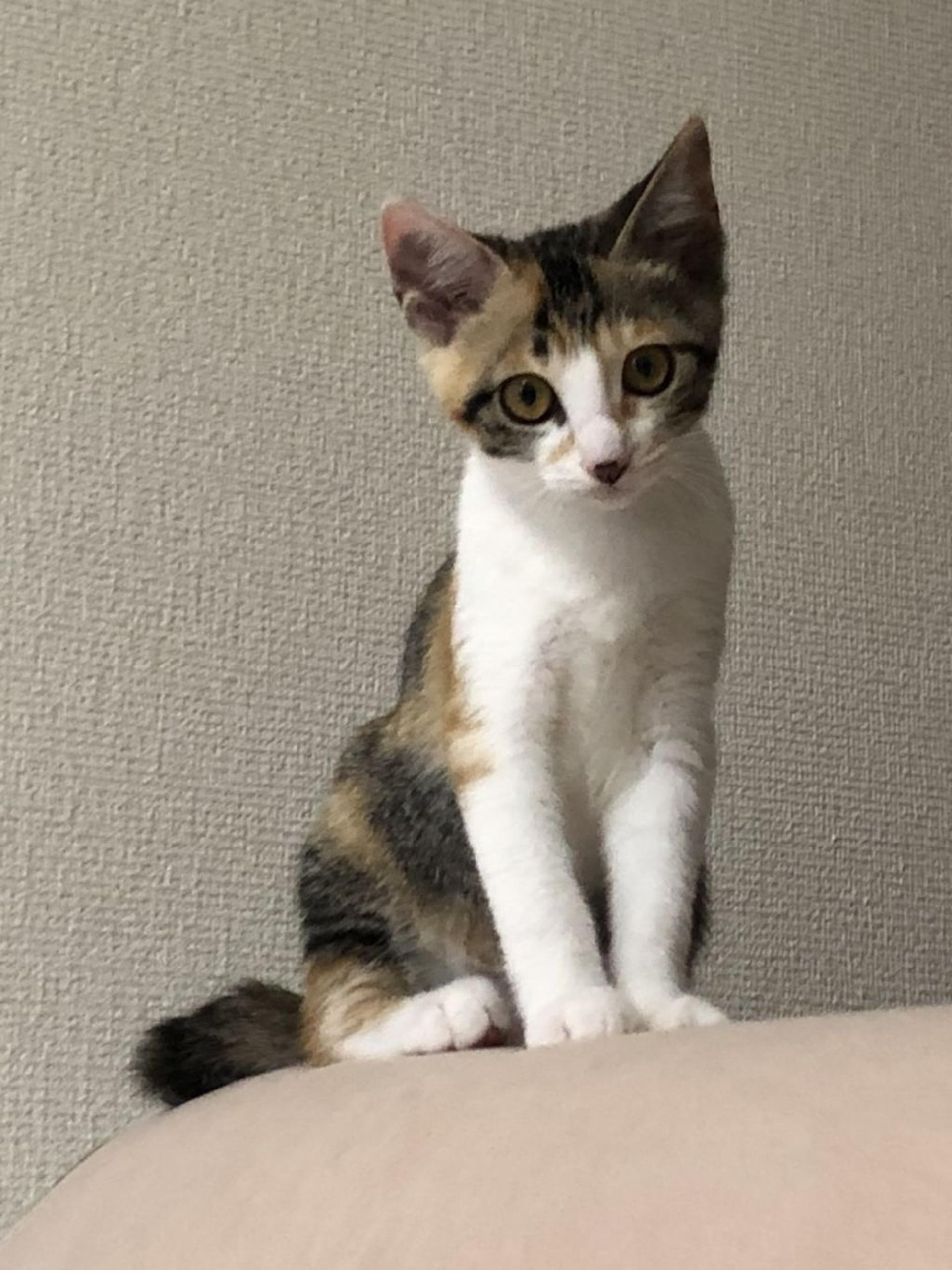 pet-image-2