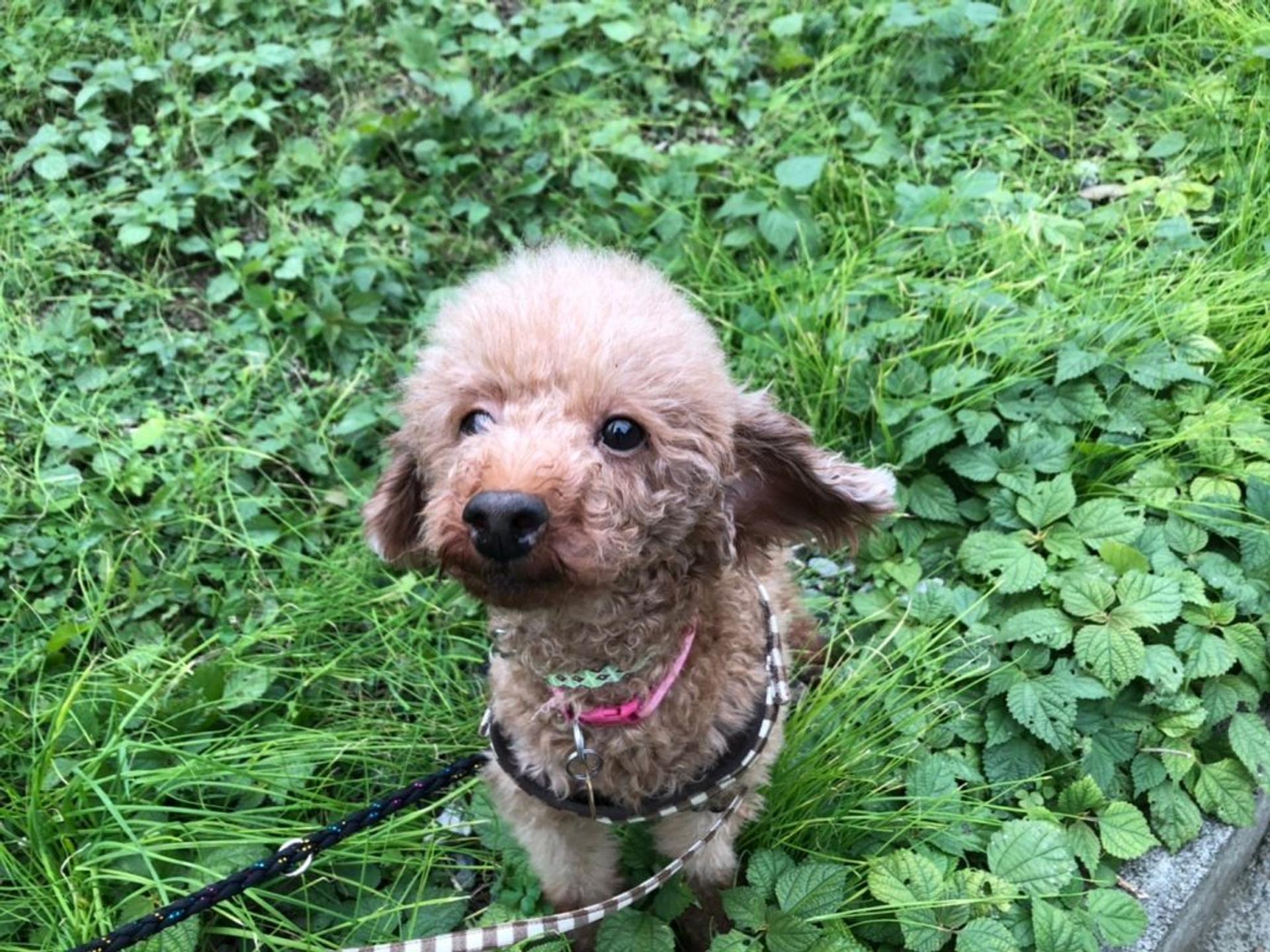 pet-image-5