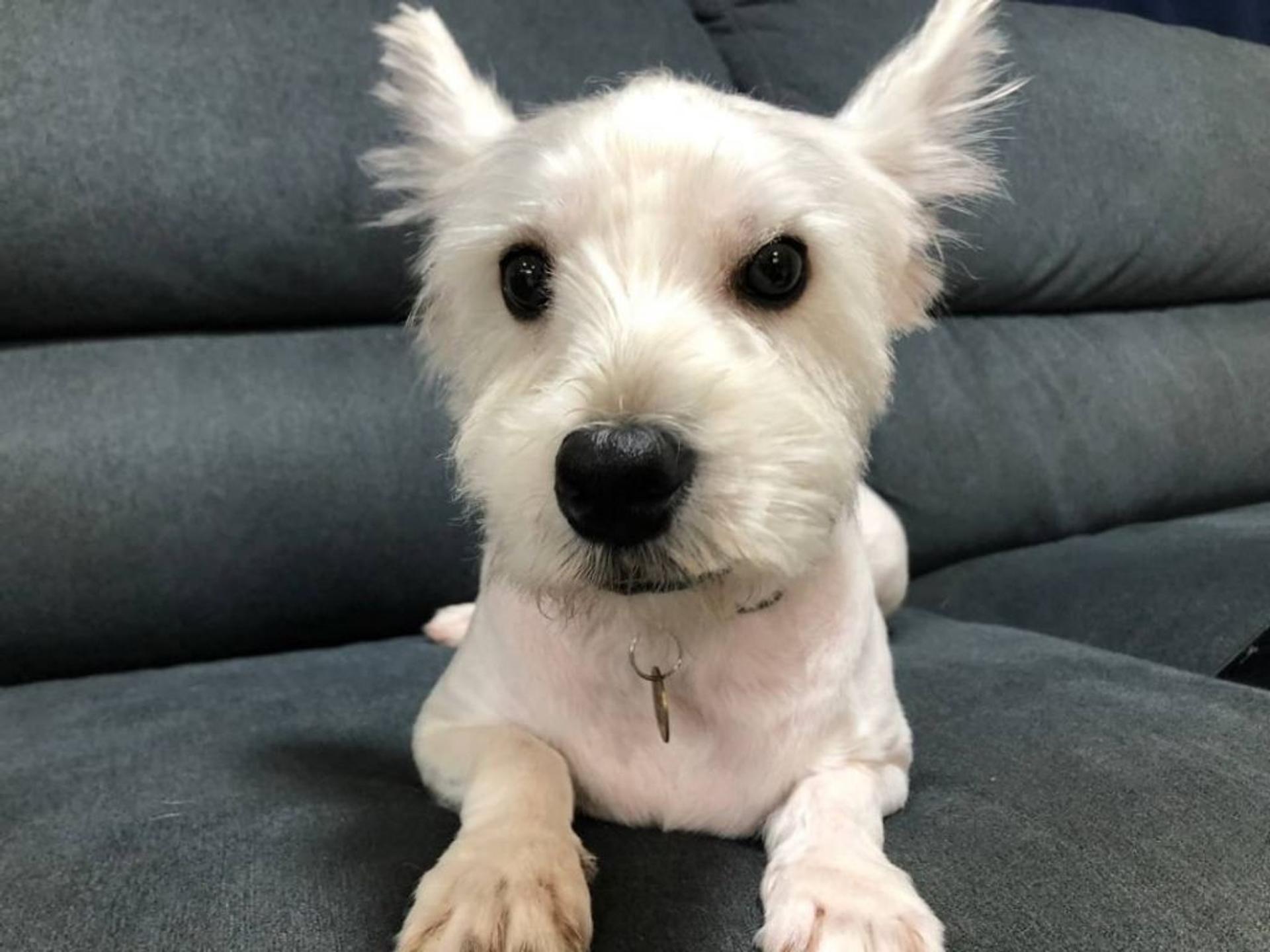 pet-image-4