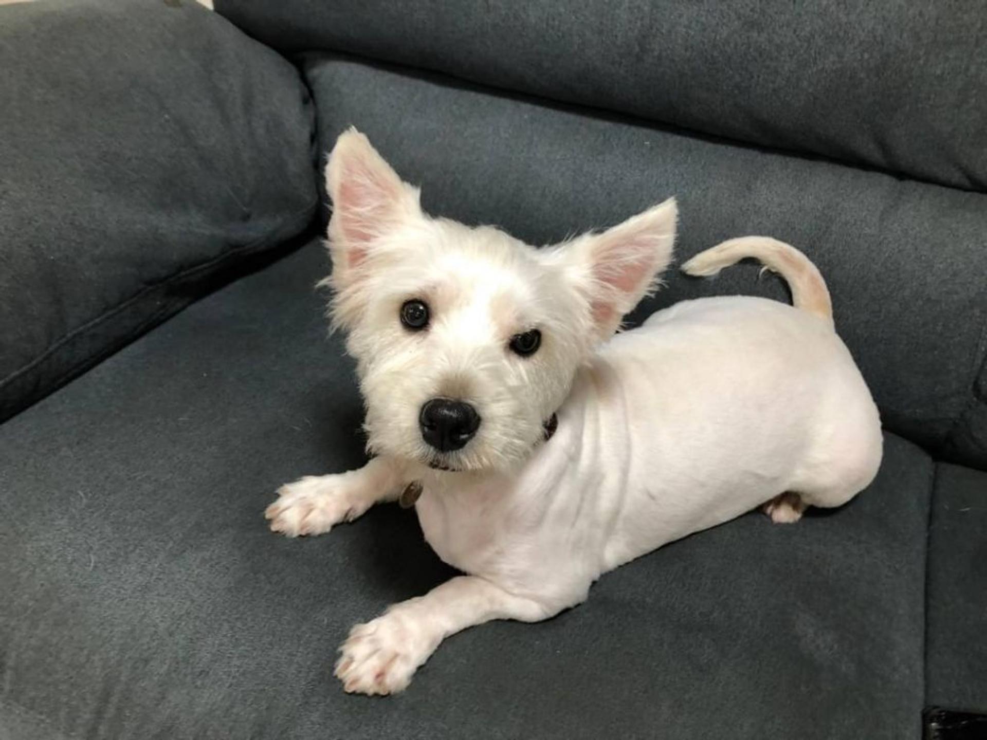 pet-image-5