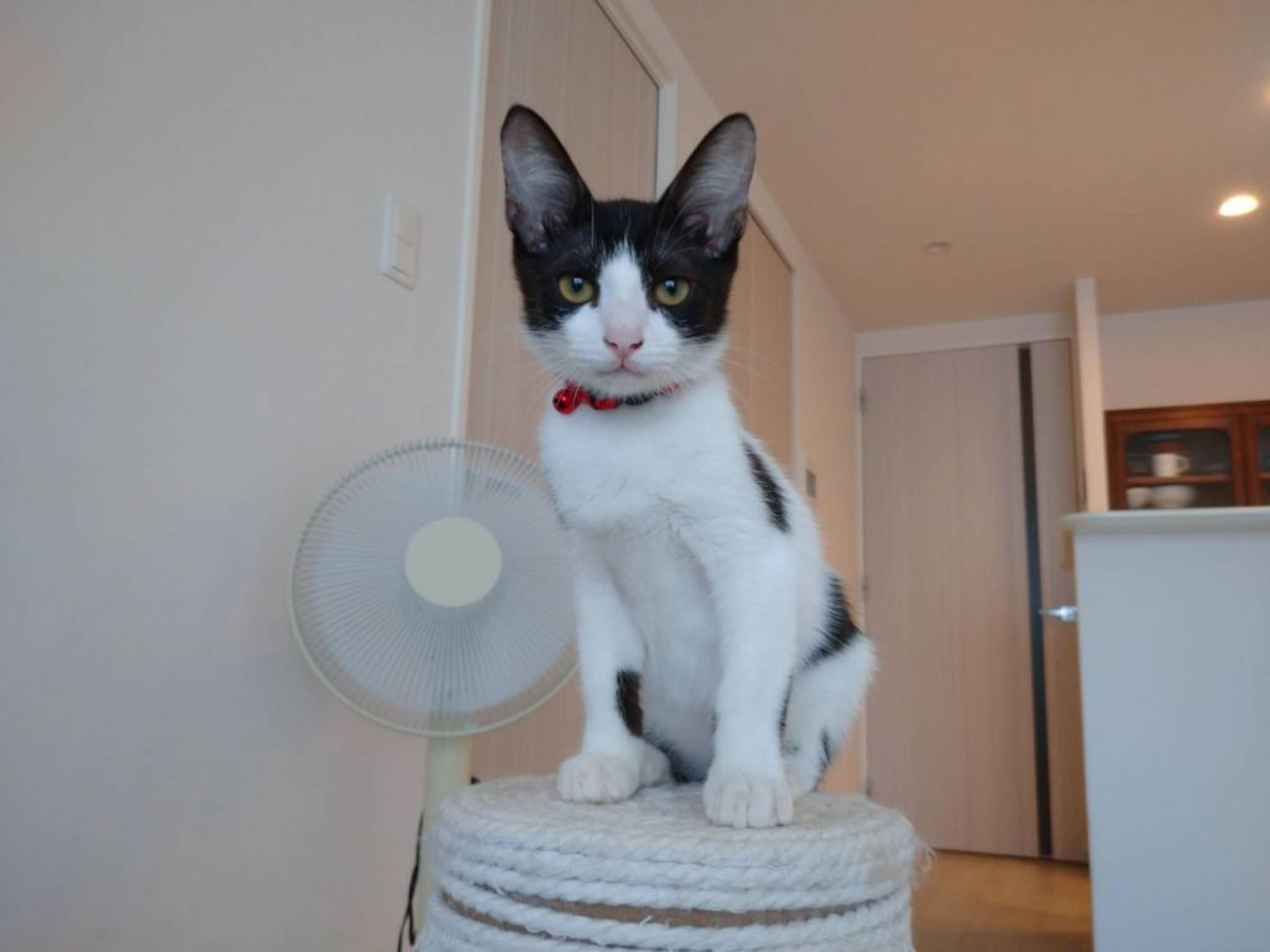 pet-image-2