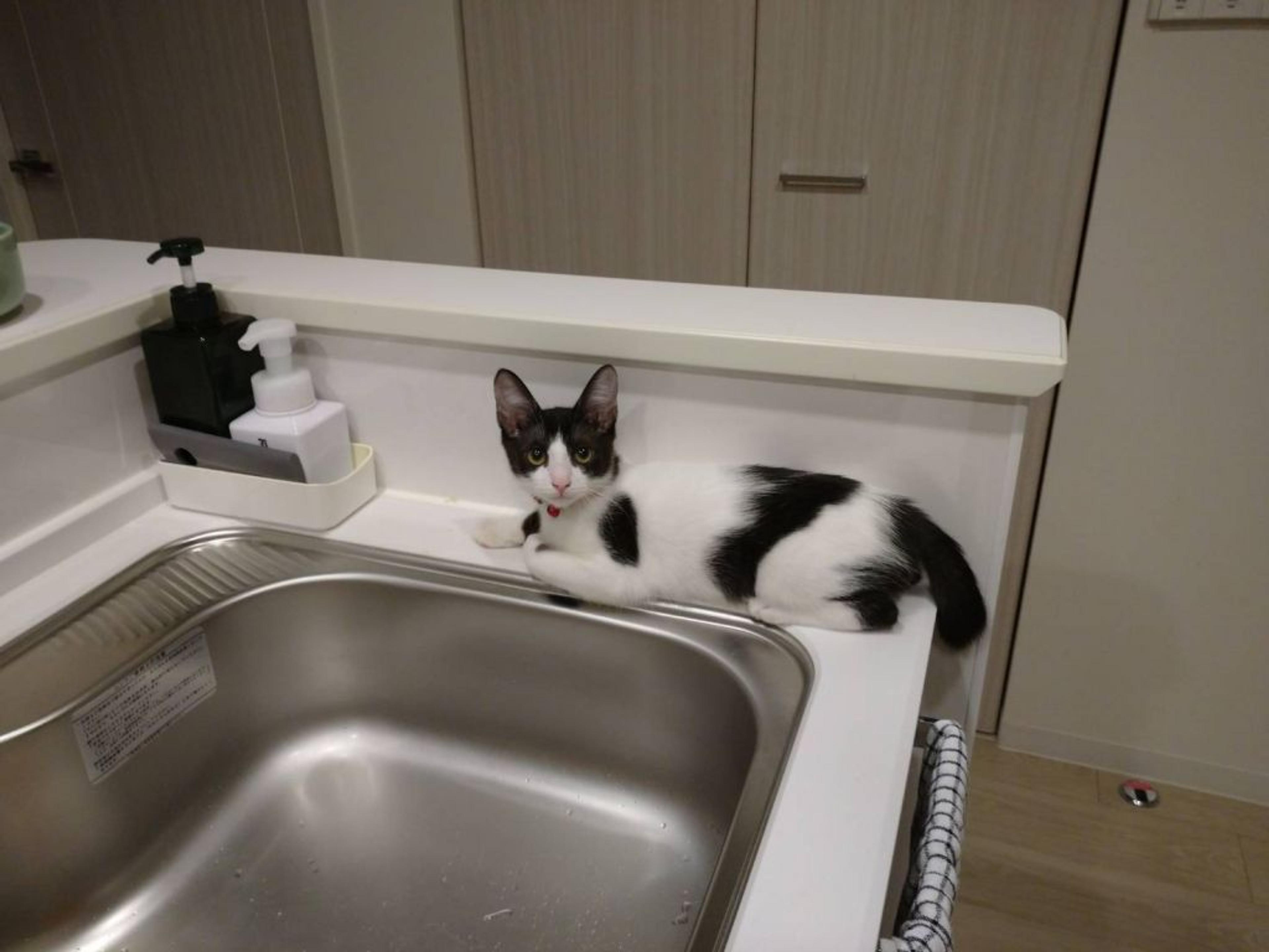 pet-image-3