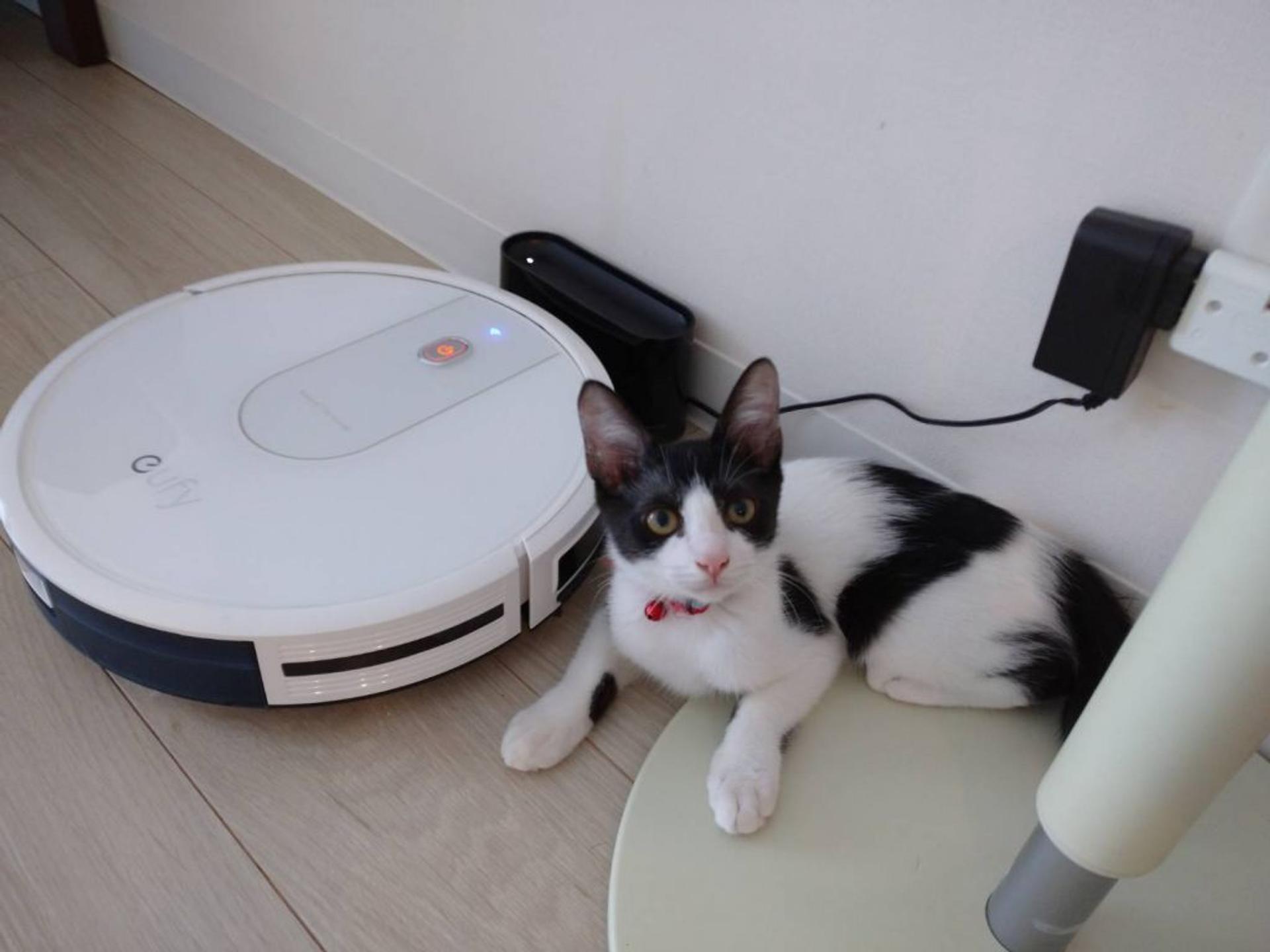 pet-image-4