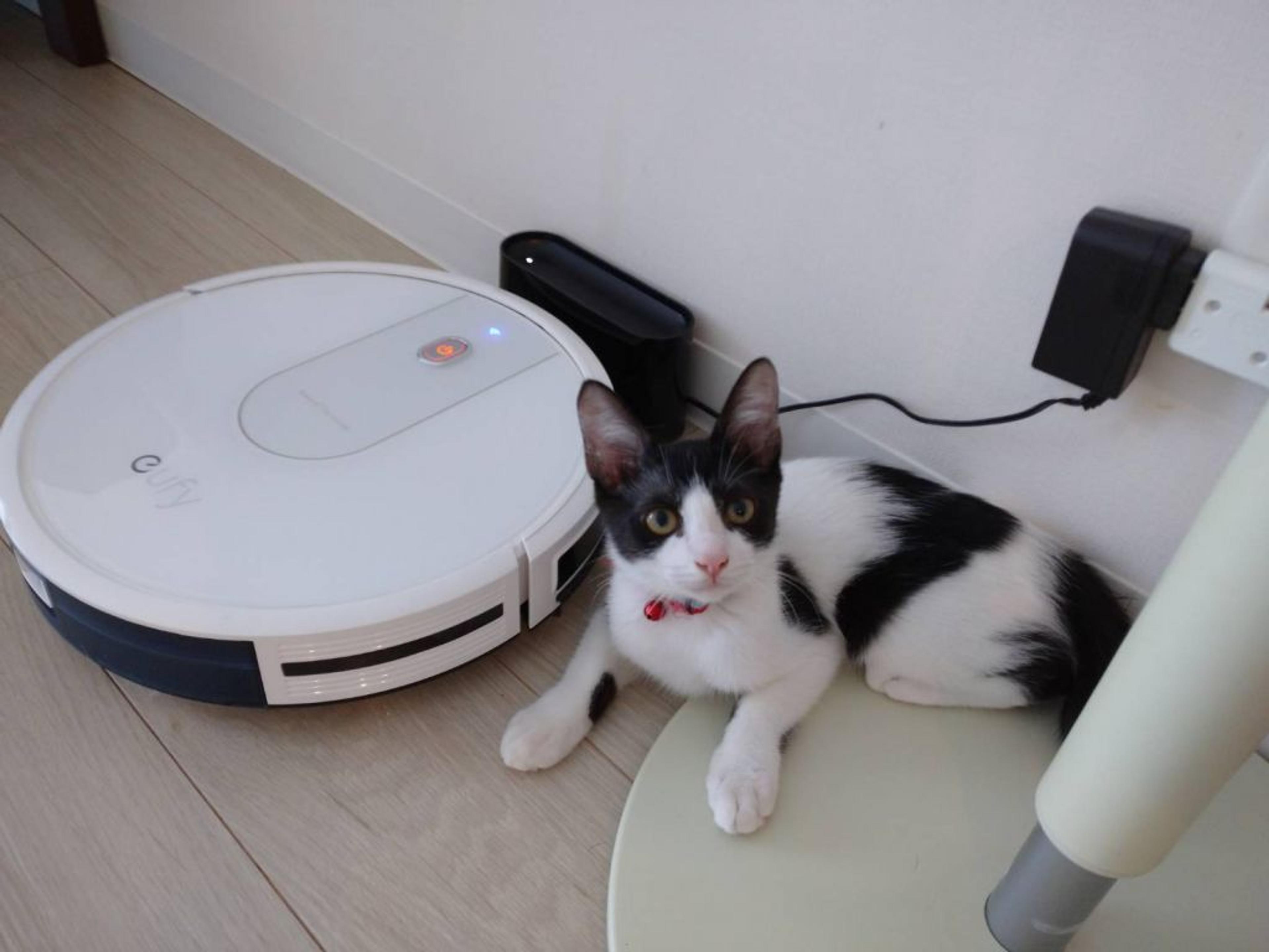 pet-image-4