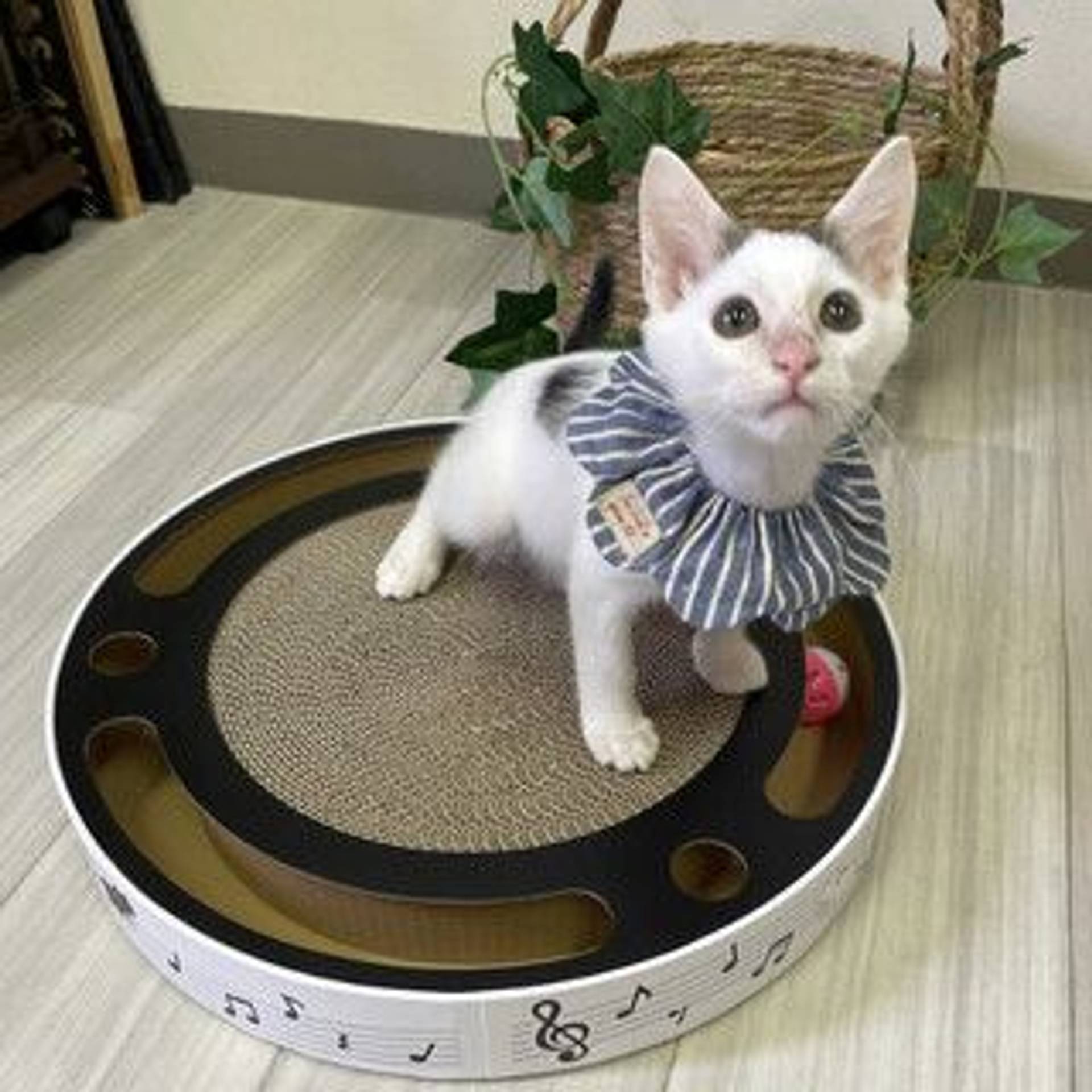 雑種（ミックス猫）・オスの里親募集の写真