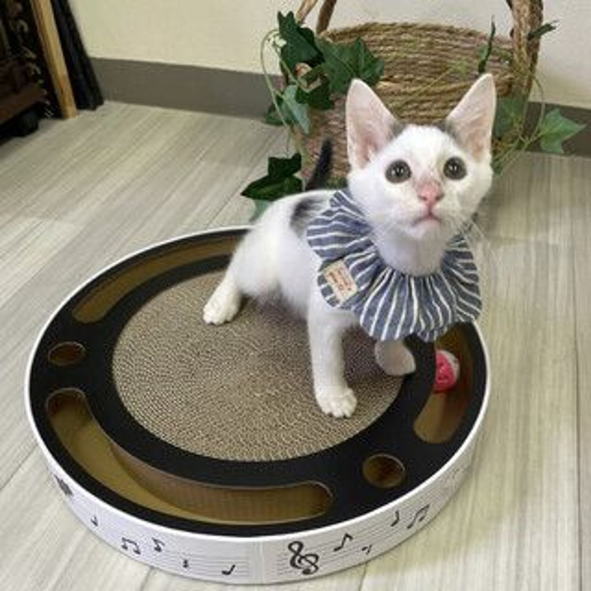 雑種（ミックス猫）・オスの里親募集の写真