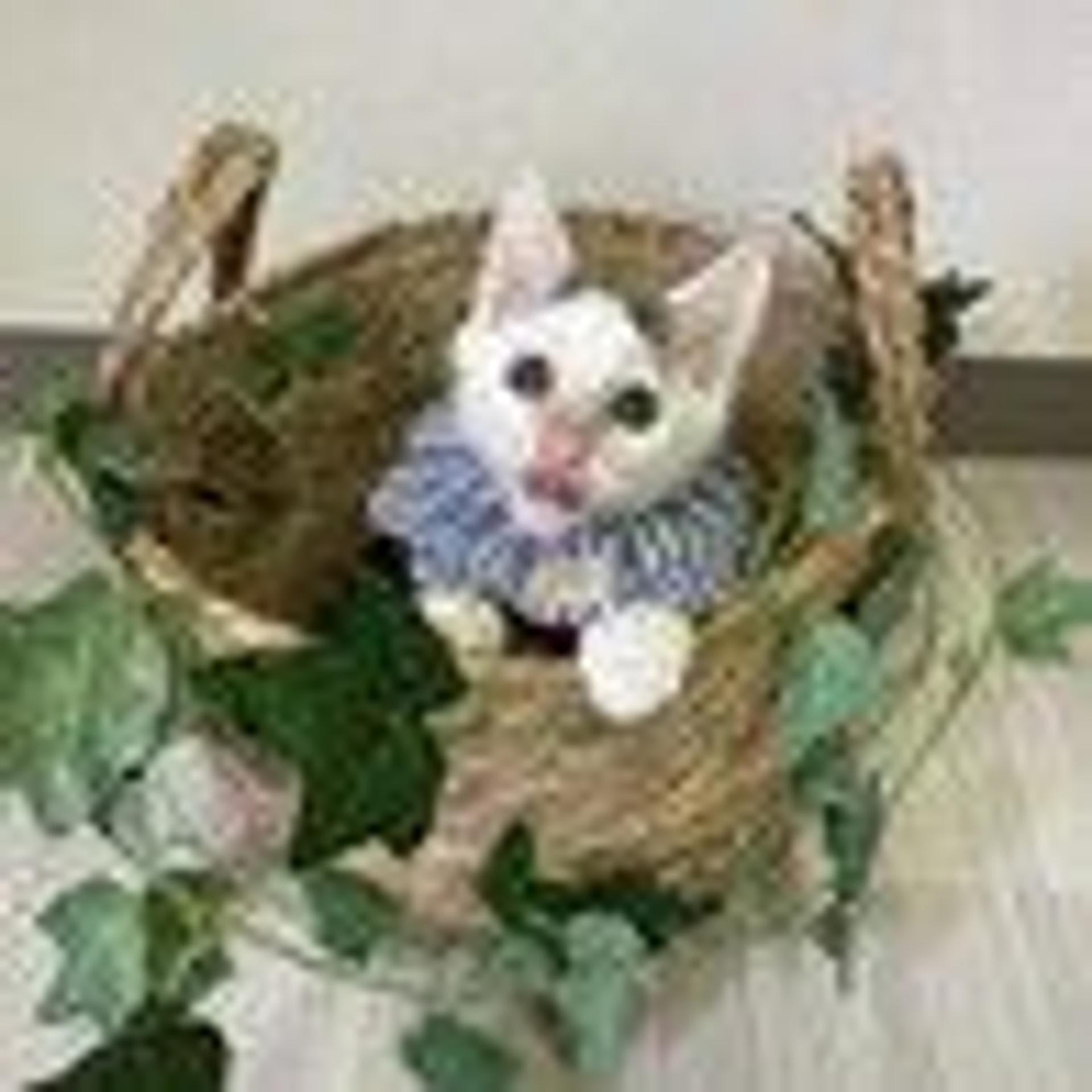pet-image-3