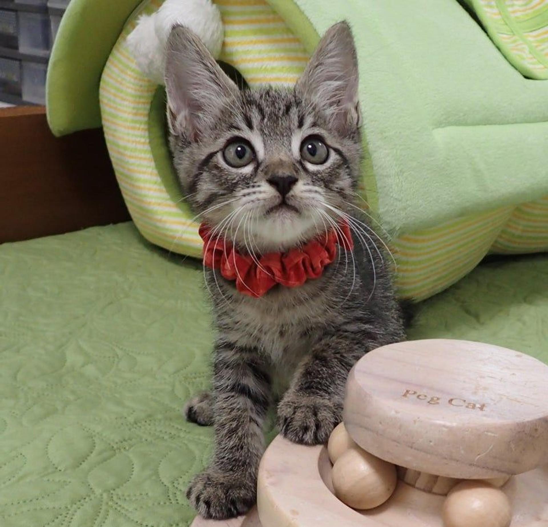pet-image-2
