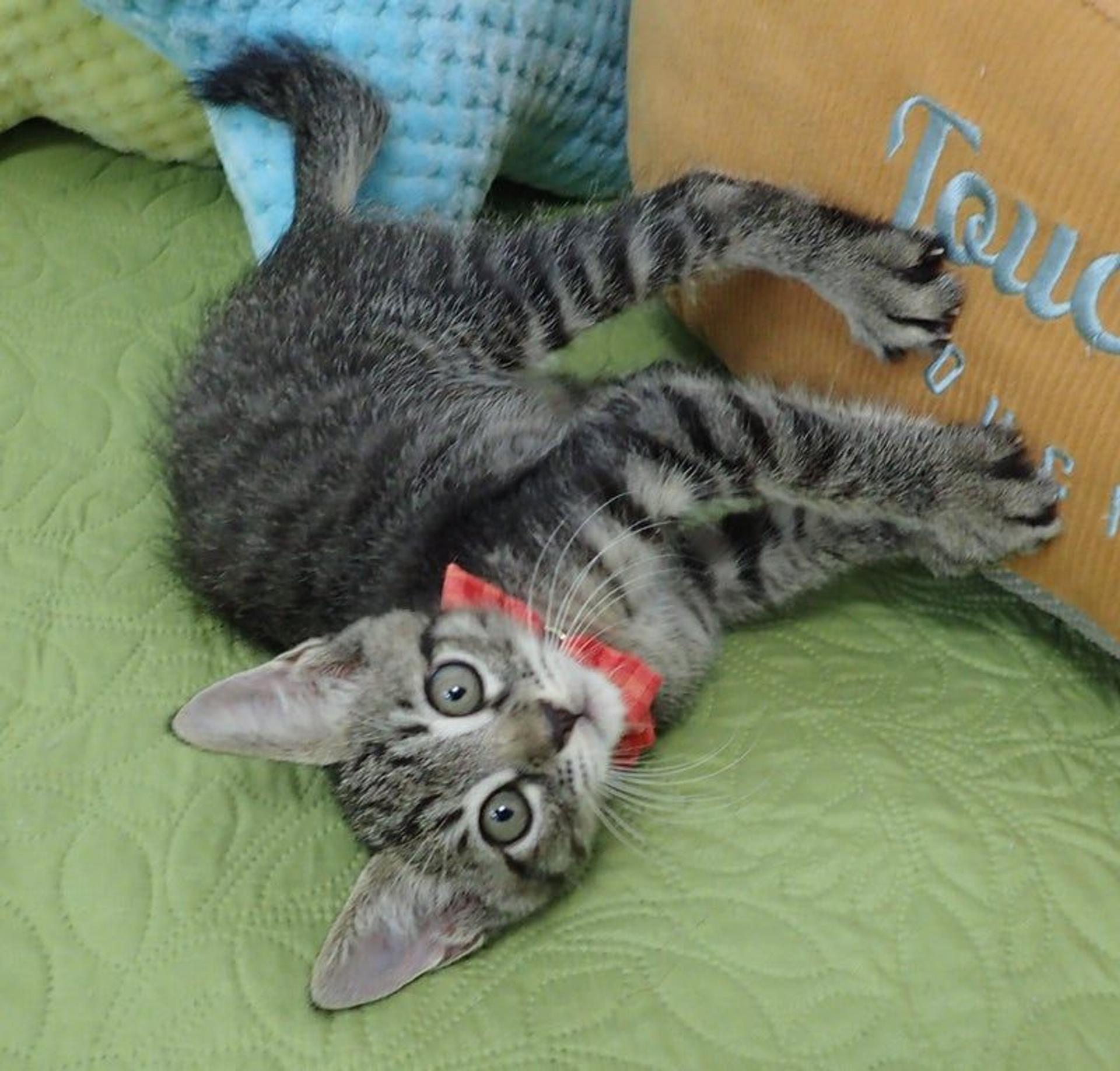 pet-image-3