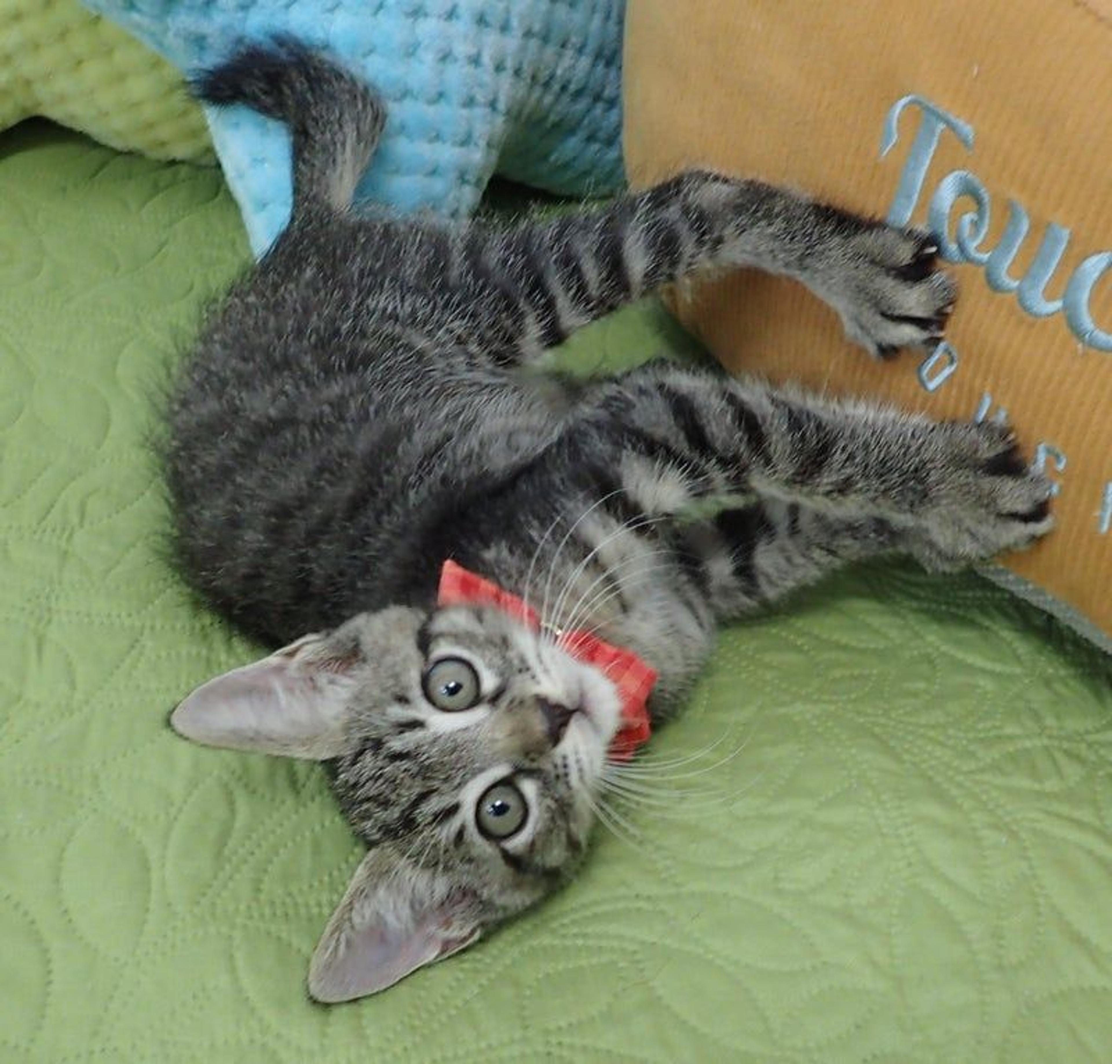 pet-image-3