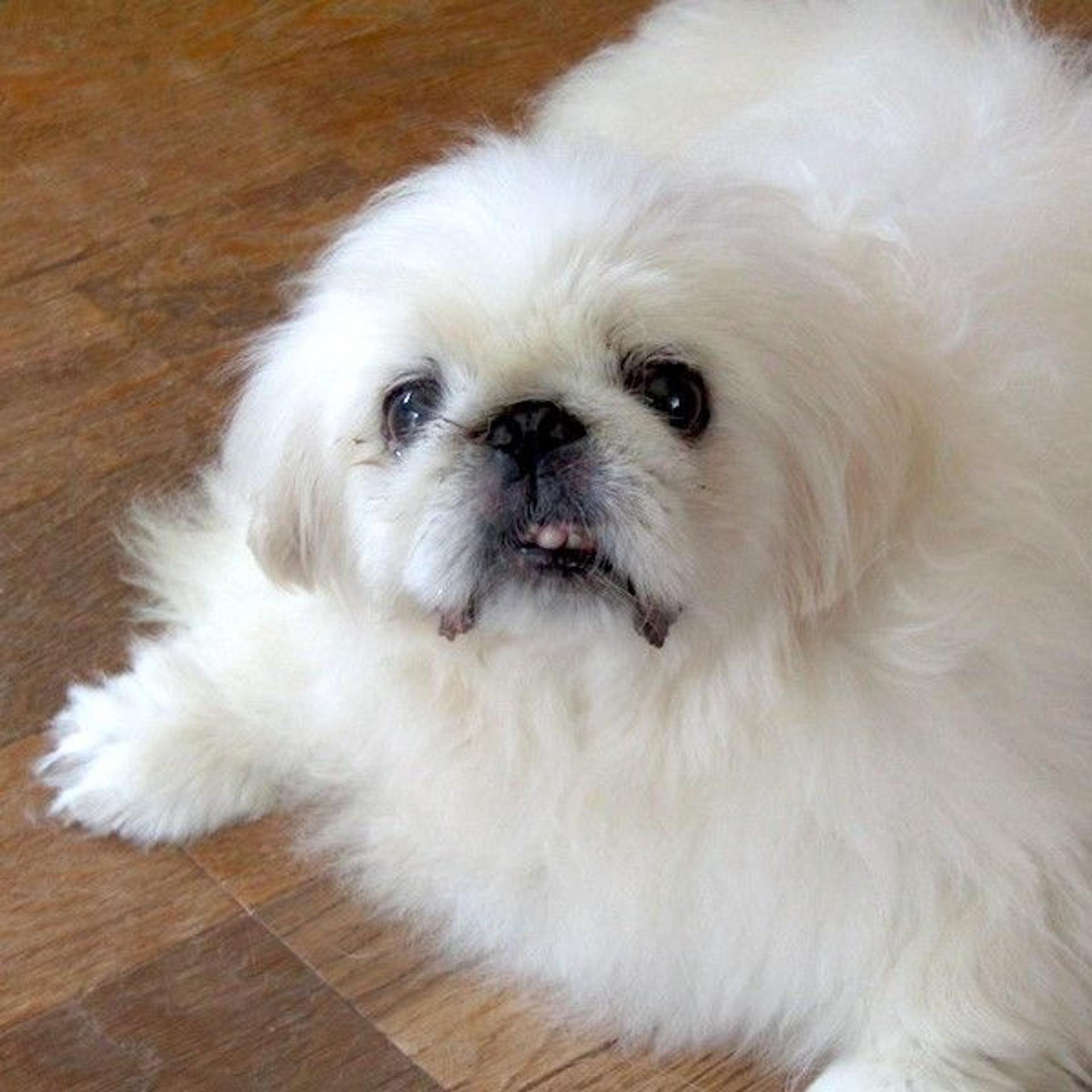 pet-image-2