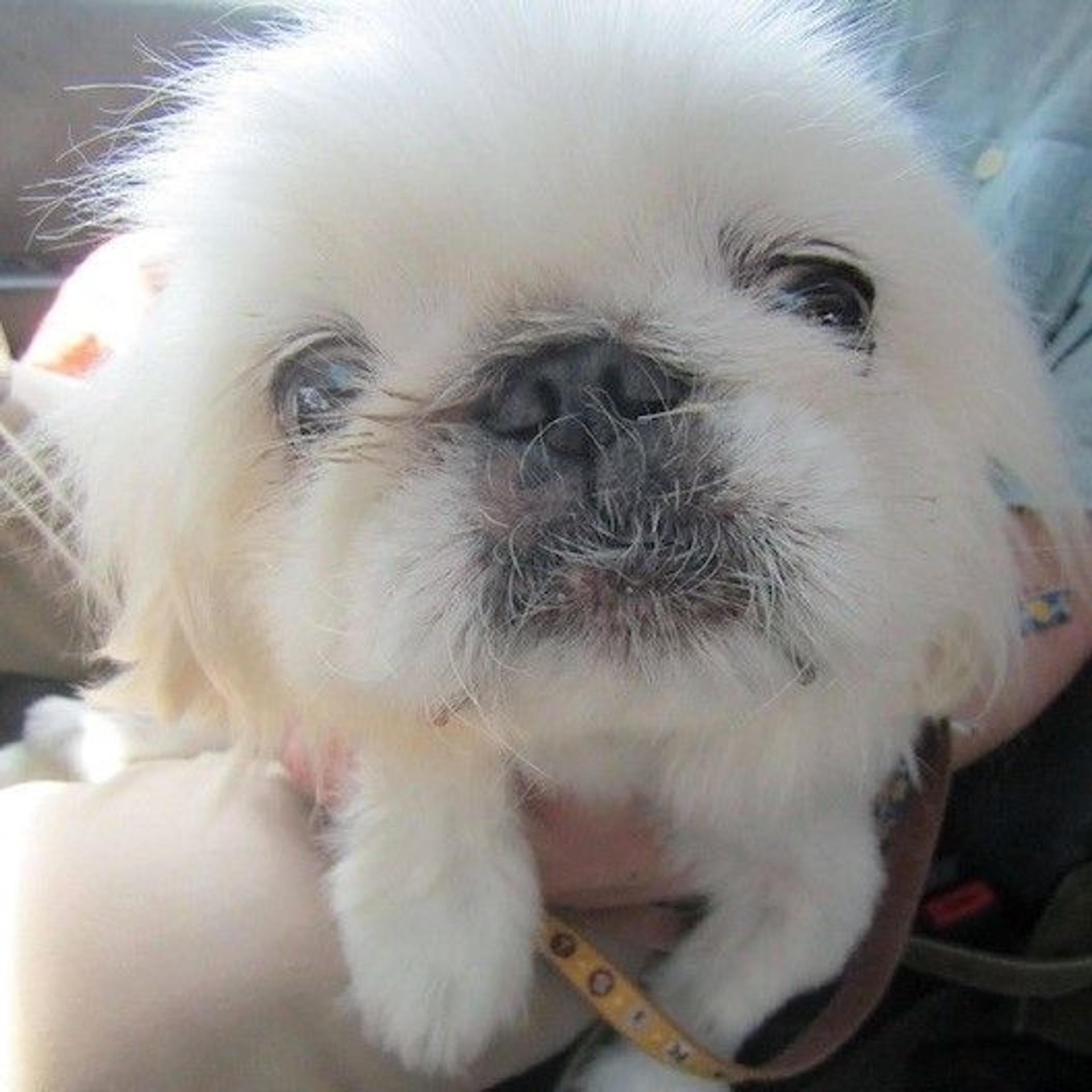 pet-image-3