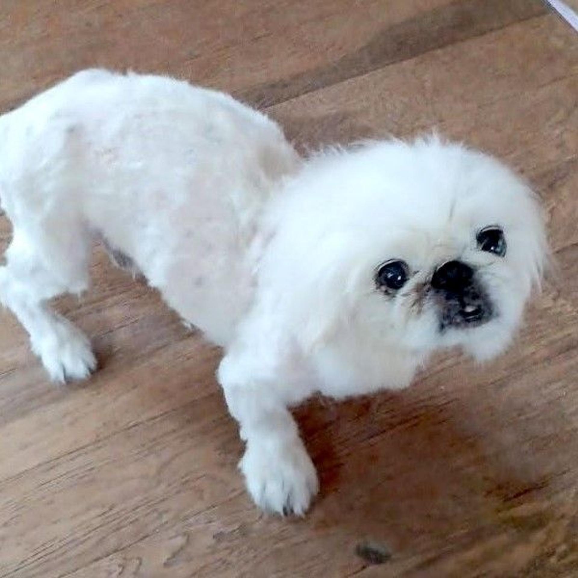 pet-image-4