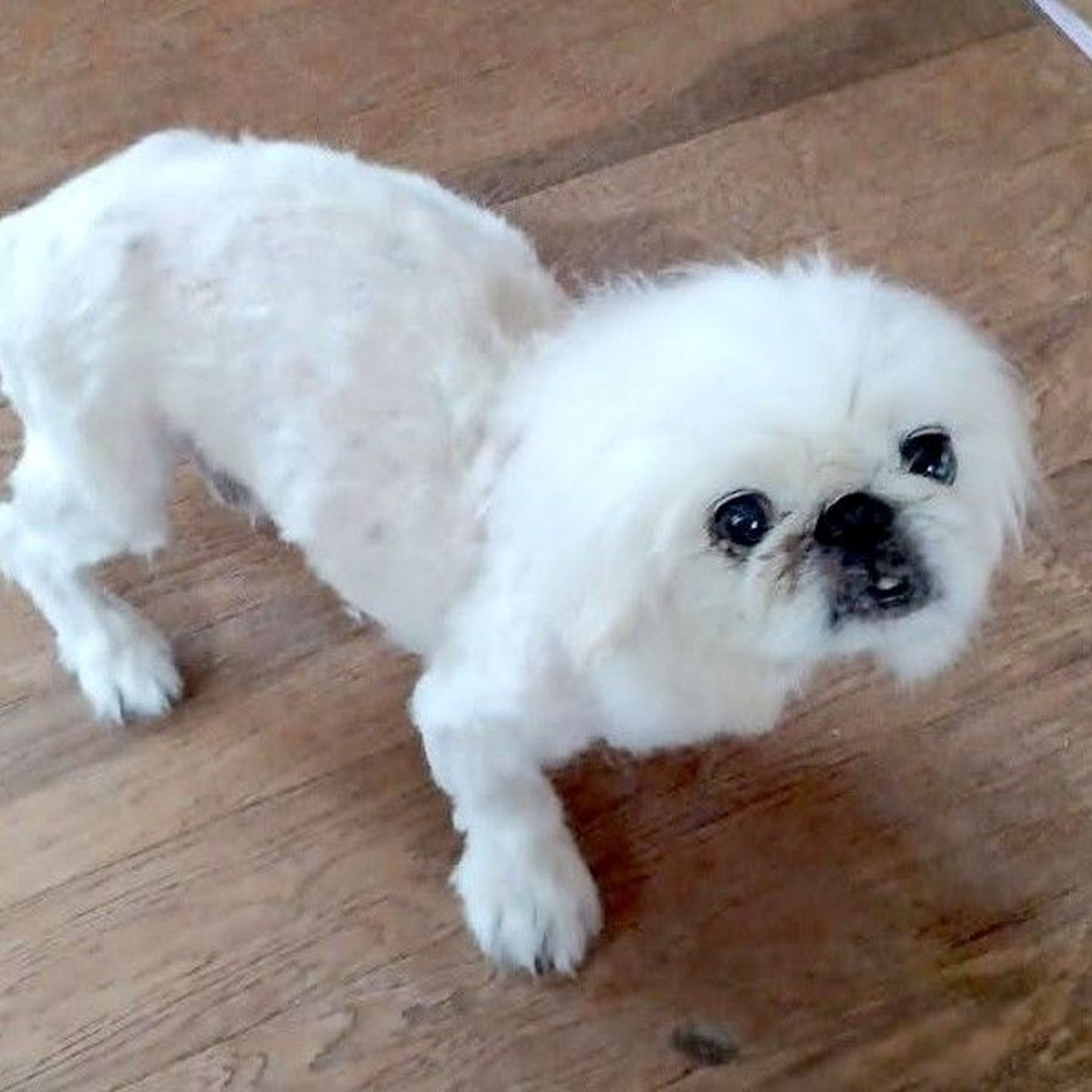 pet-image-4
