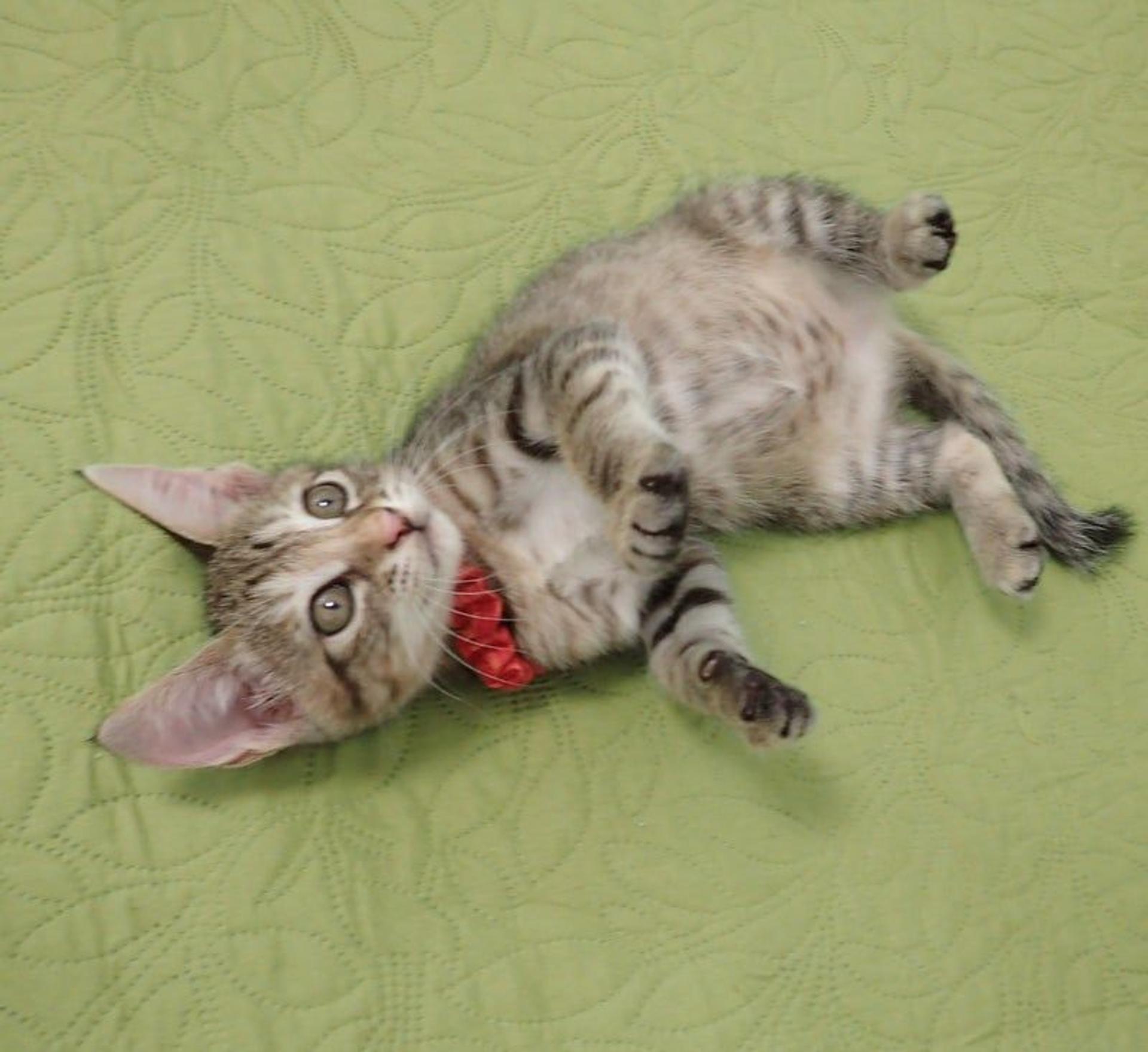 pet-image-3