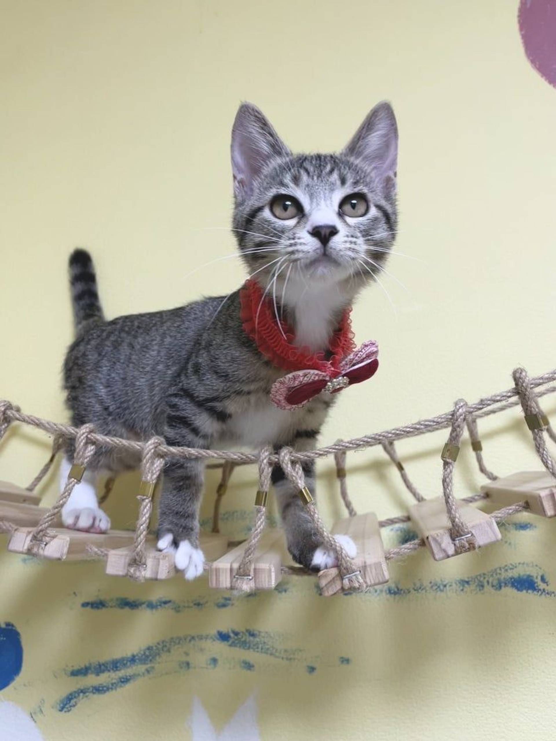 雑種（ミックス猫）・メスの里親募集の写真