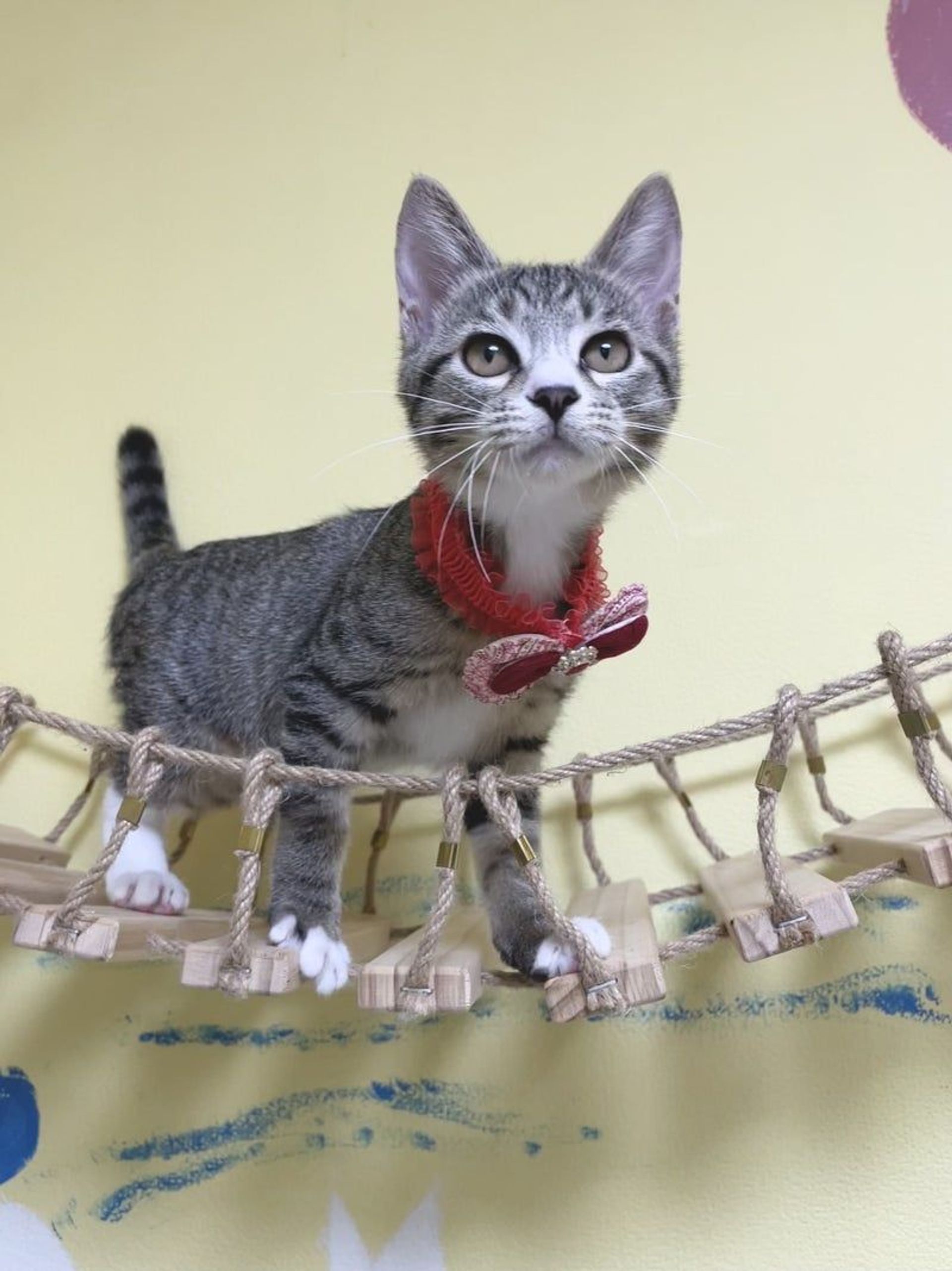 雑種（ミックス猫）・メスの里親募集の写真
