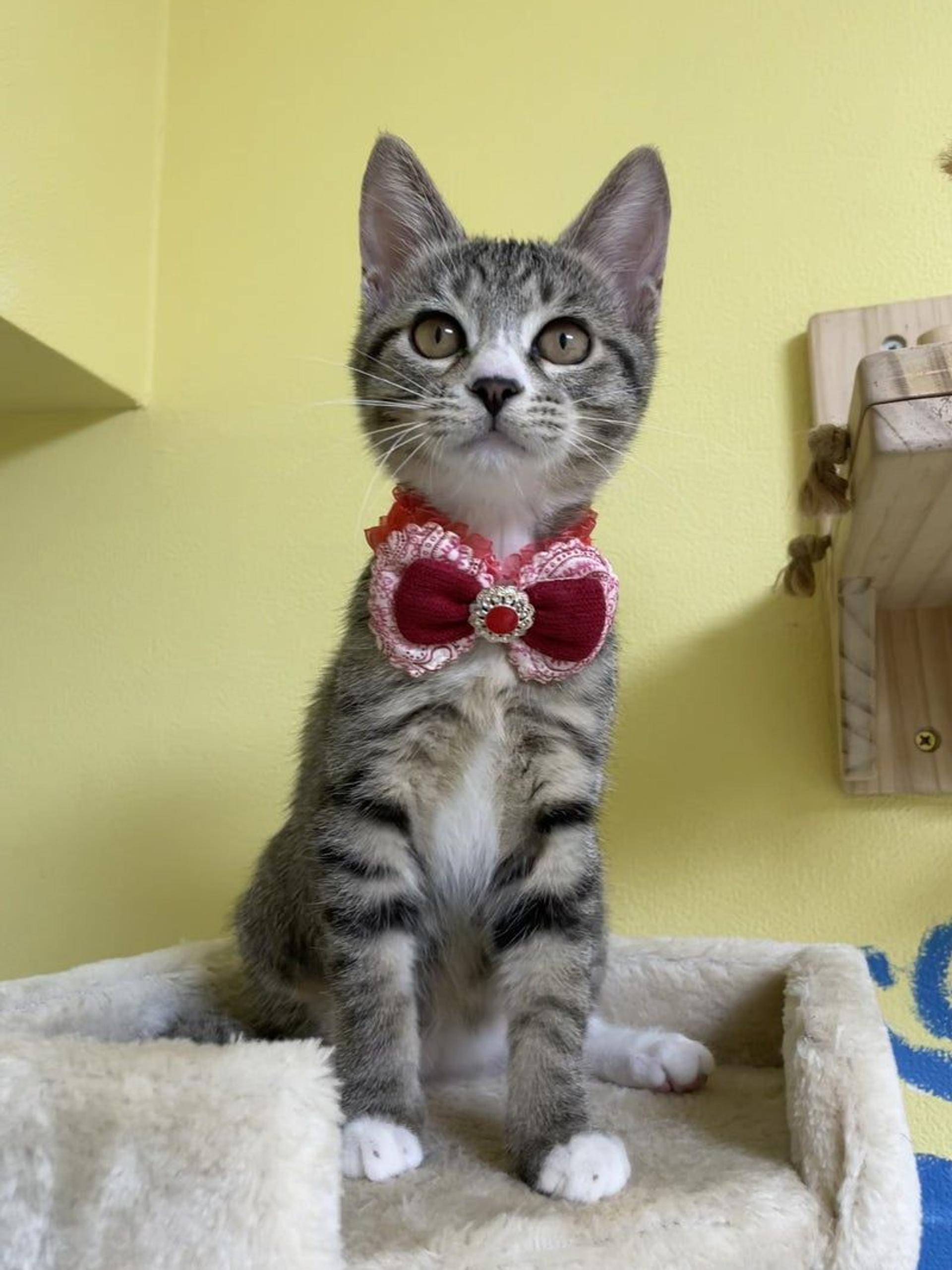 pet-image-2