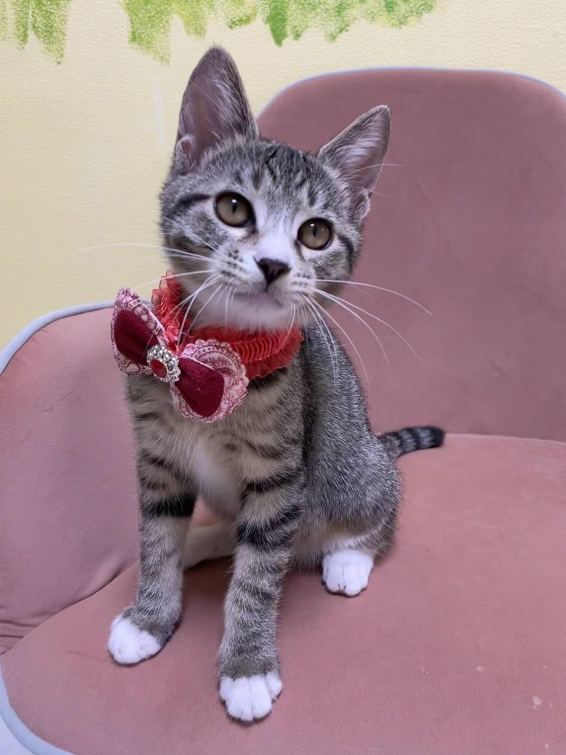 pet-image-3