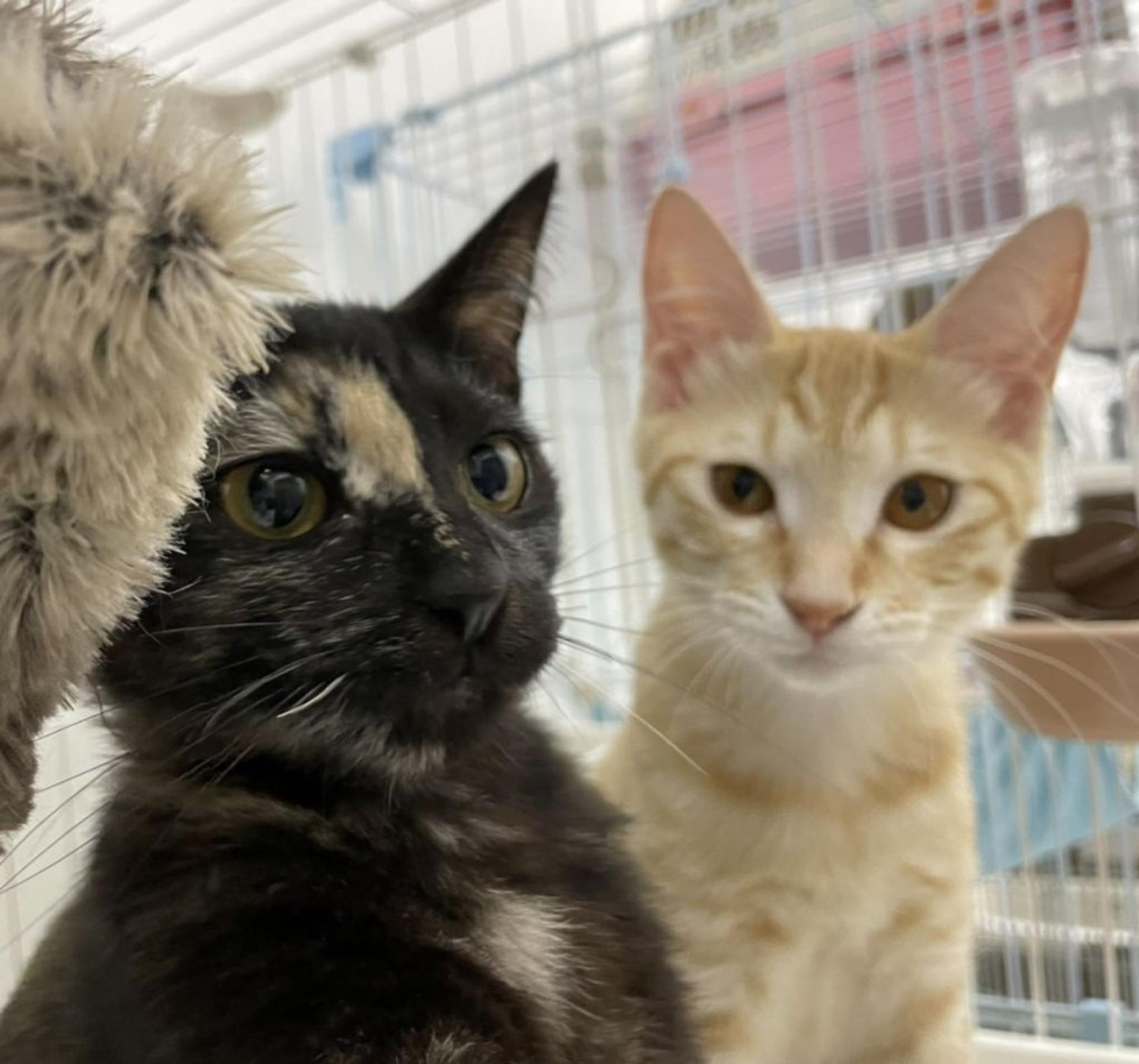 pet-image-5