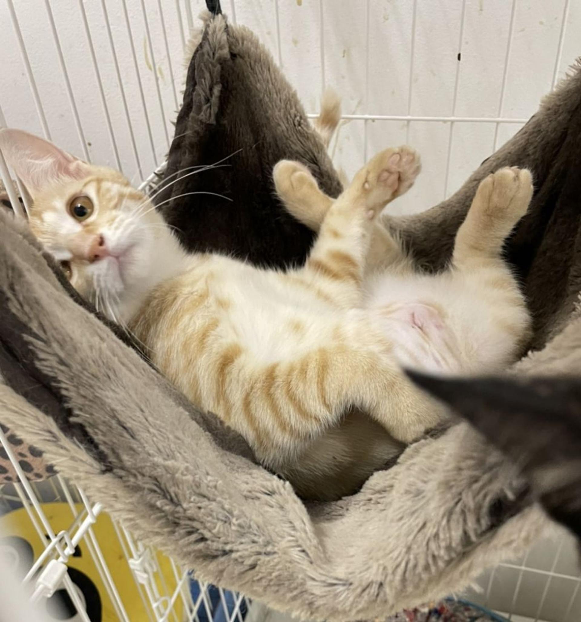 pet-image-4