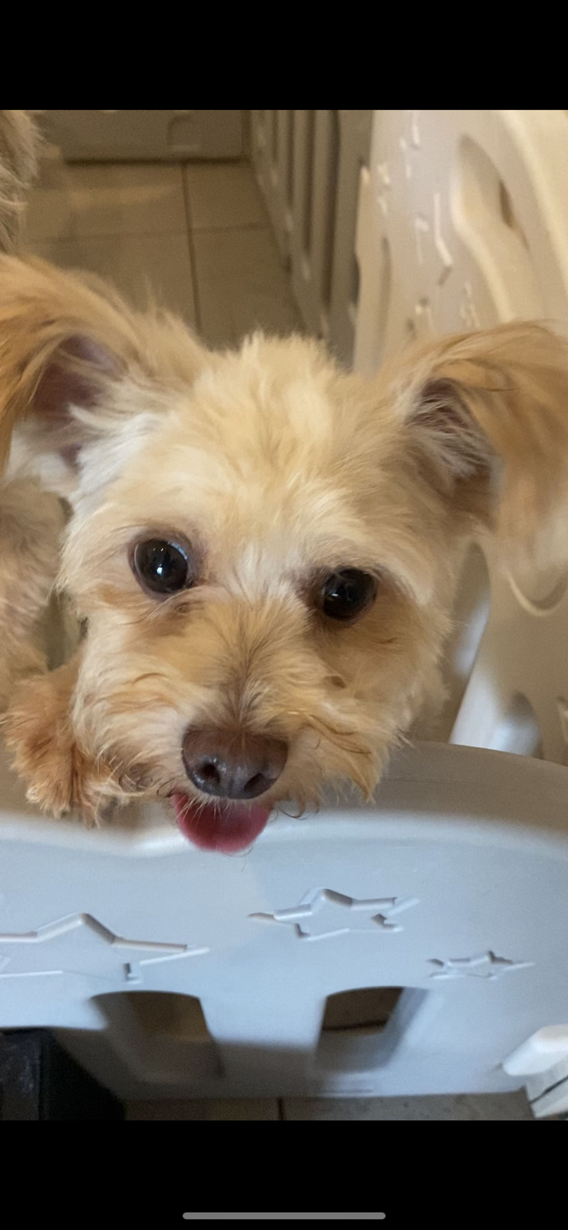 雑種（ミックス犬）・メスの里親募集の写真
