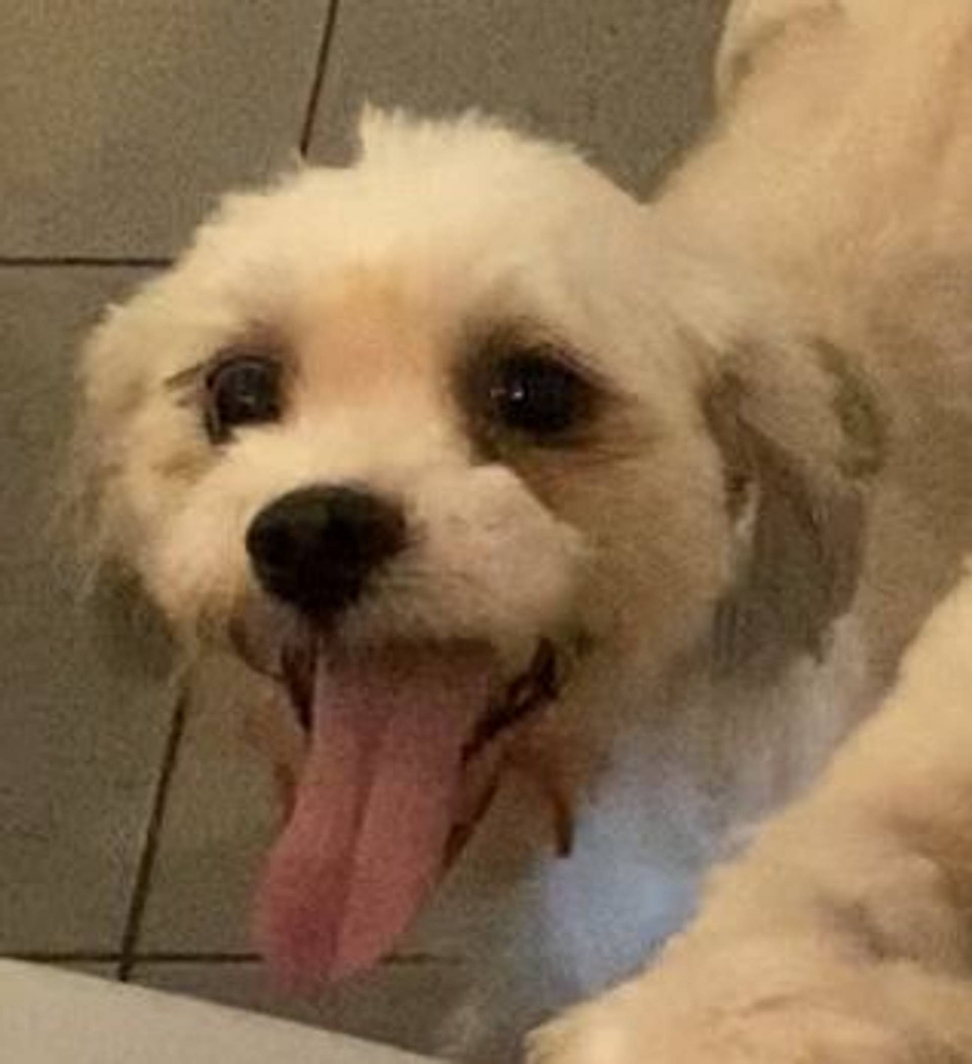 雑種（ミックス犬）・オスの里親募集の写真