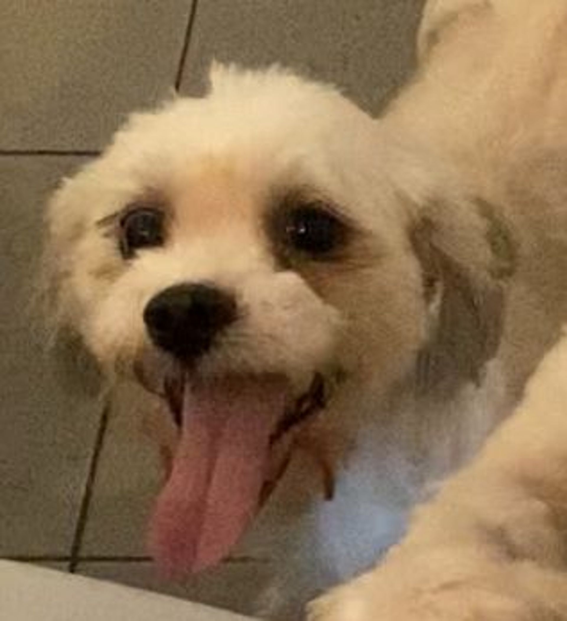雑種（ミックス犬）・オスの里親募集の写真