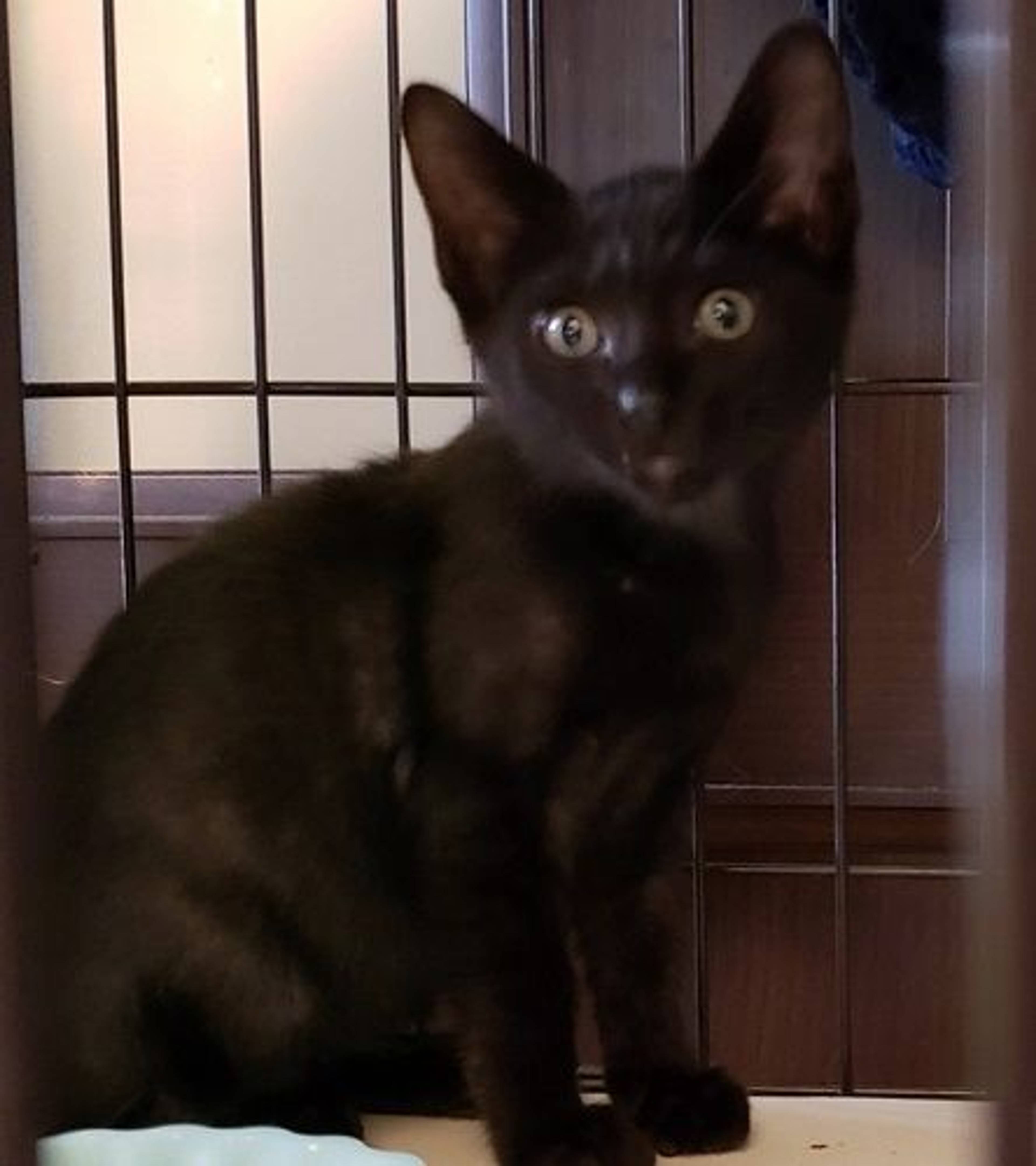 雑種（ミックス猫）・オスの里親募集の写真