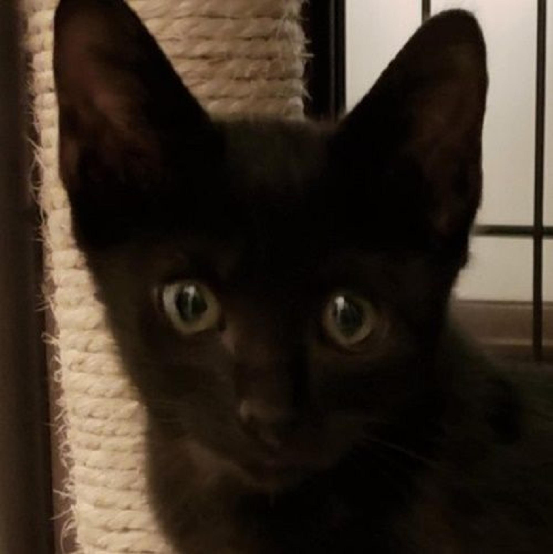 pet-image-2