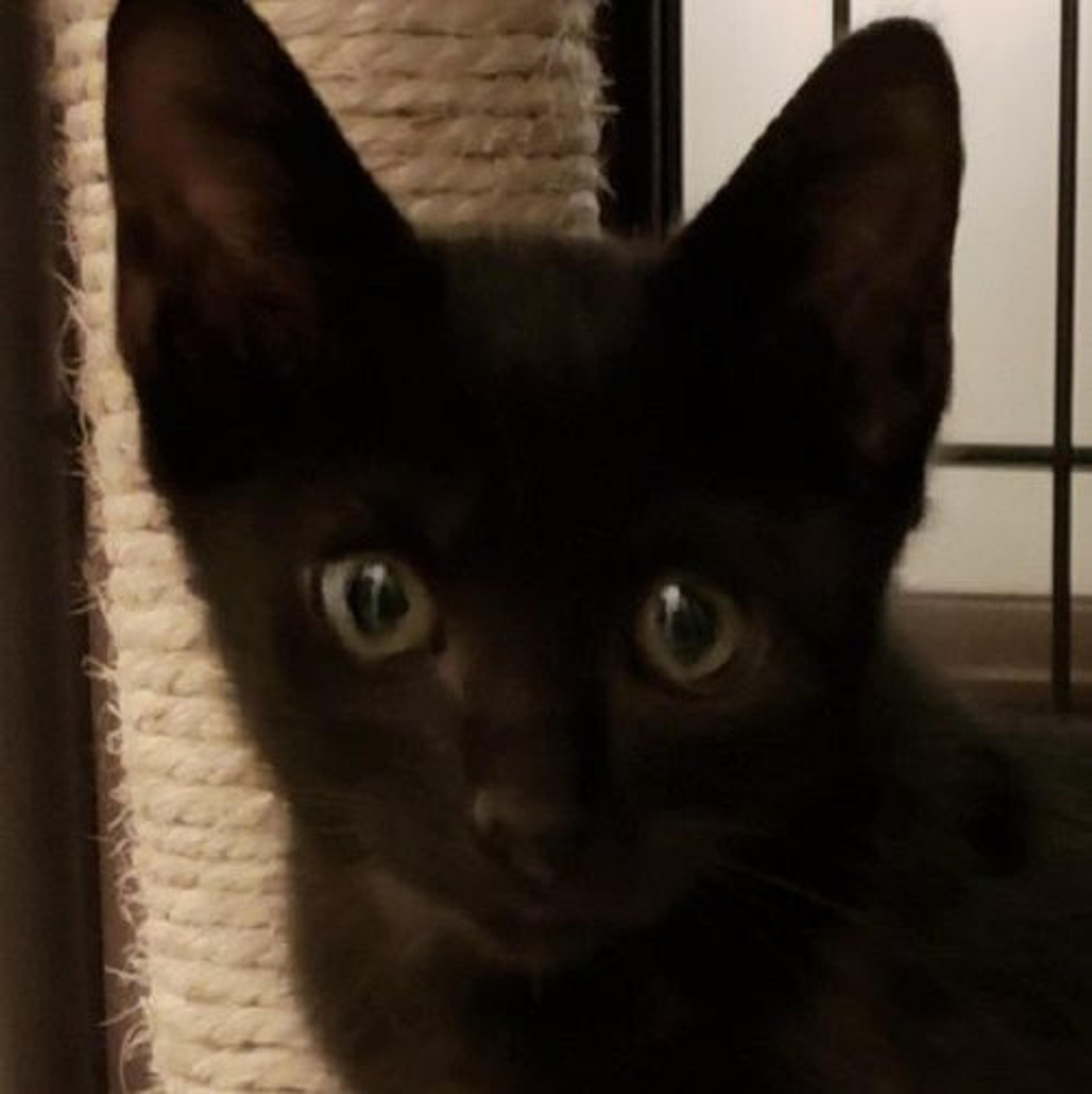pet-image-2