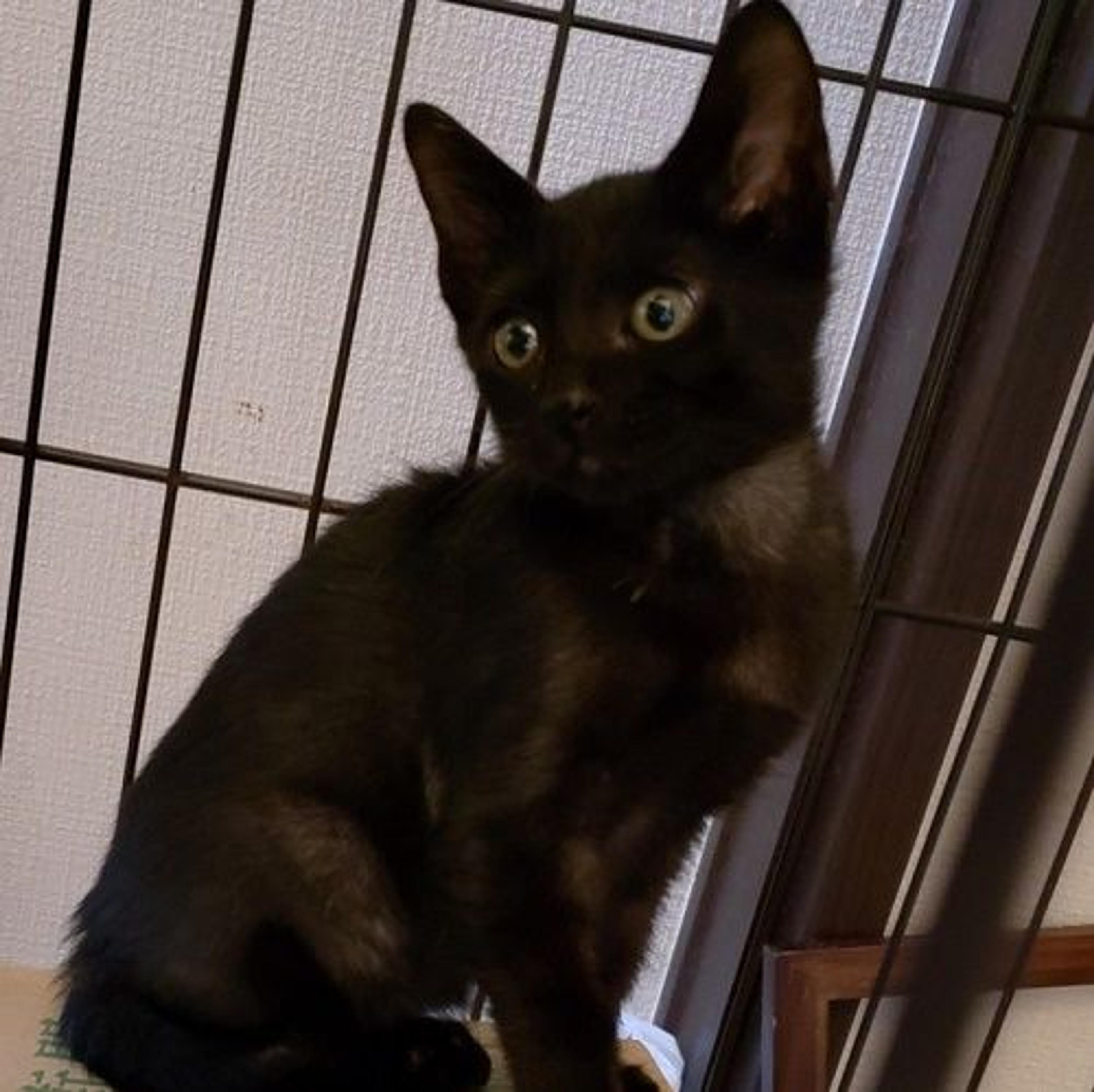 pet-image-3