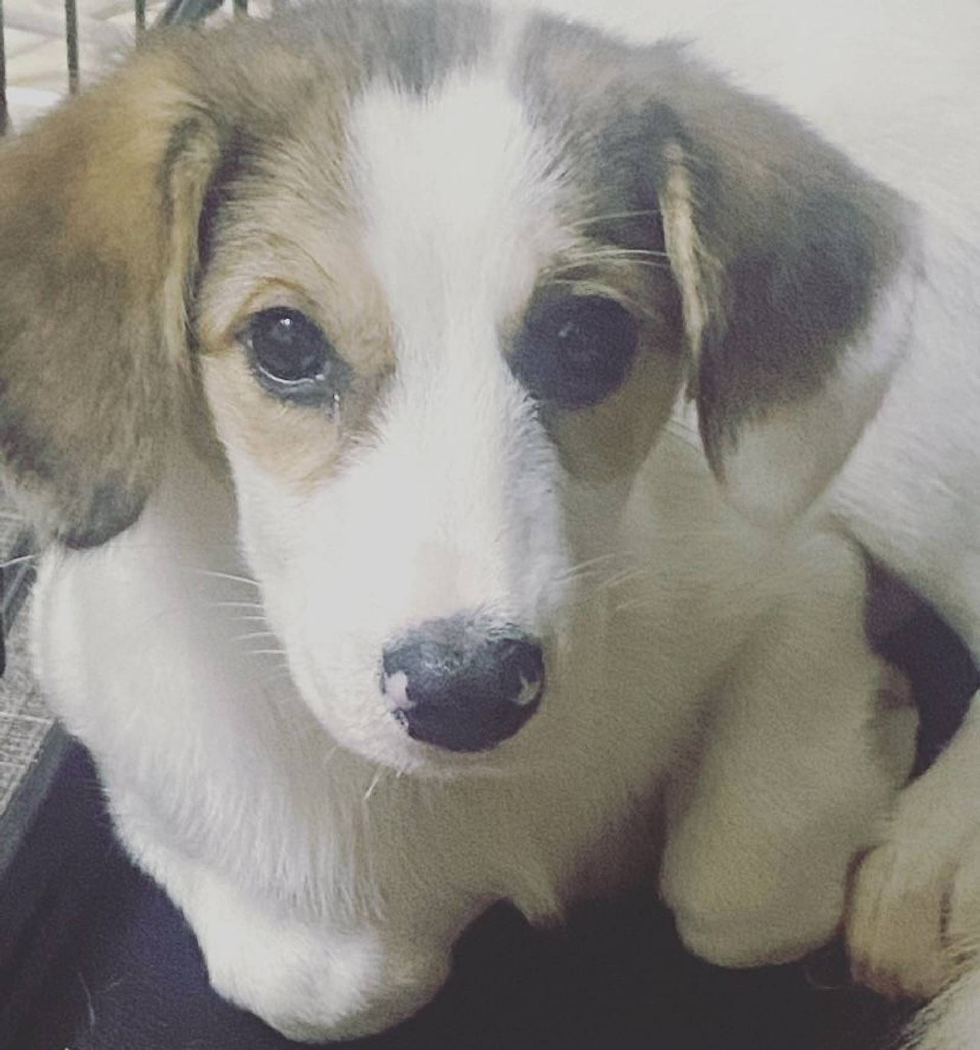 雑種（ミックス犬）・メスの里親募集の写真