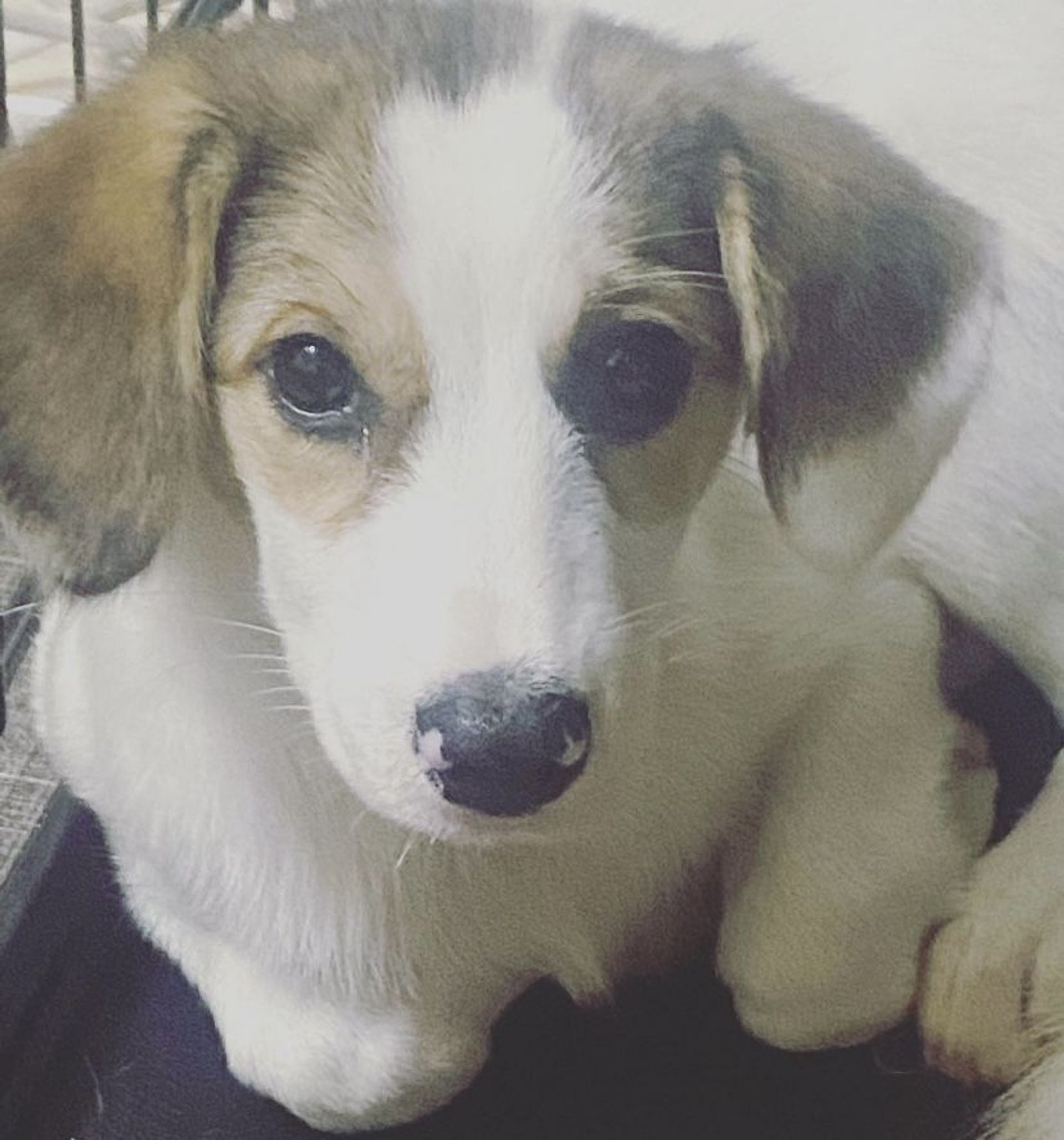 雑種（ミックス犬）・メスの里親募集の写真