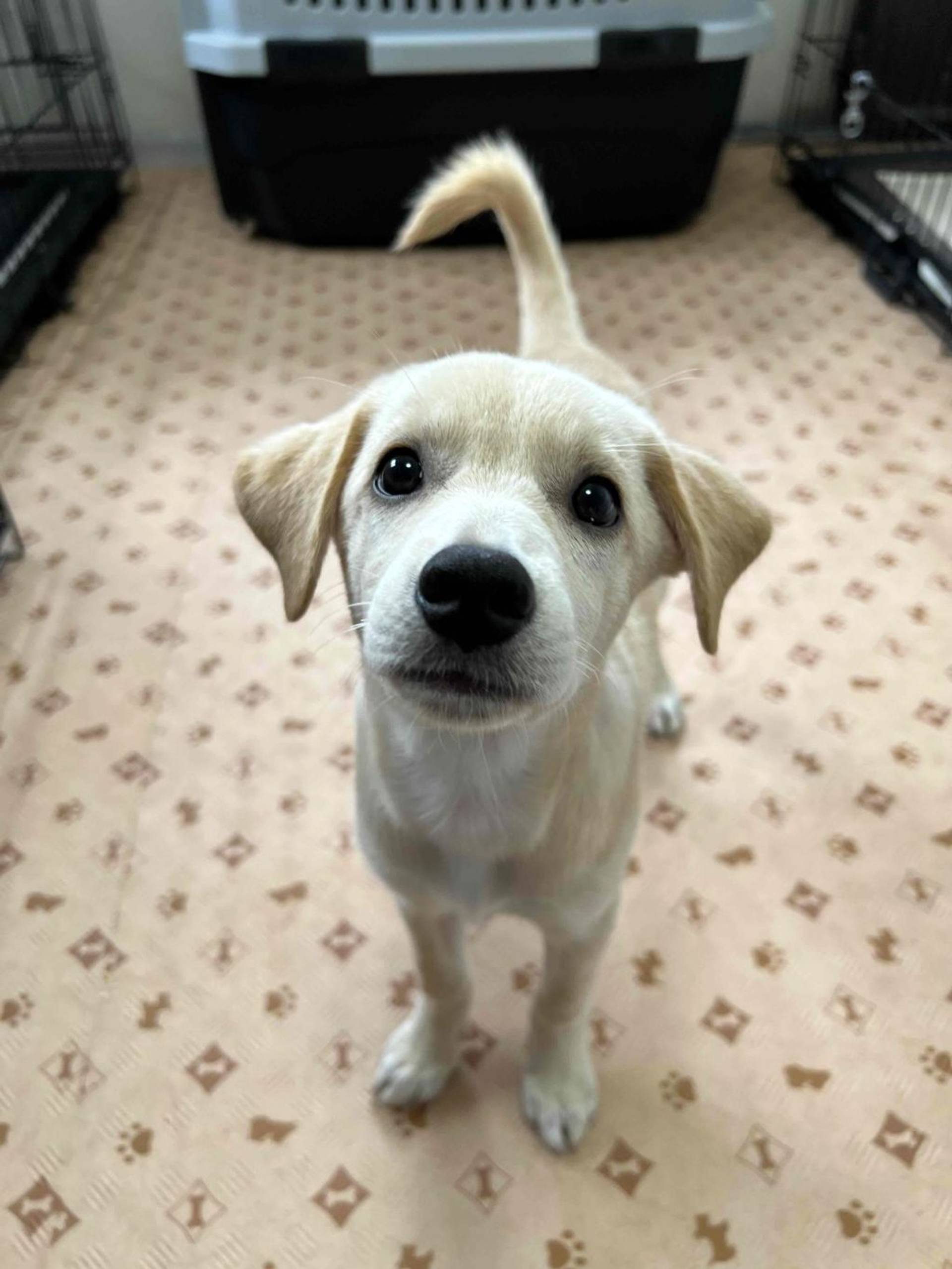 雑種（ミックス犬）・メスの里親募集の写真
