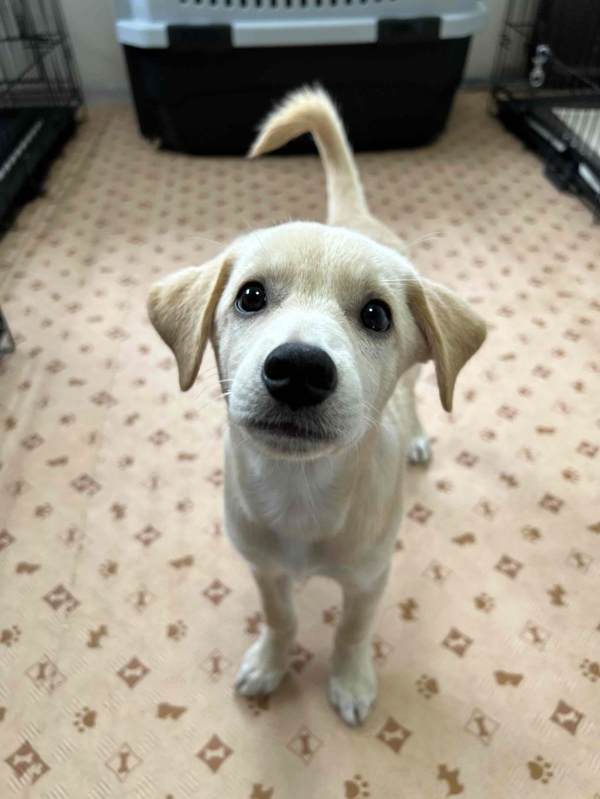雑種（ミックス犬）・メスの里親募集の写真
