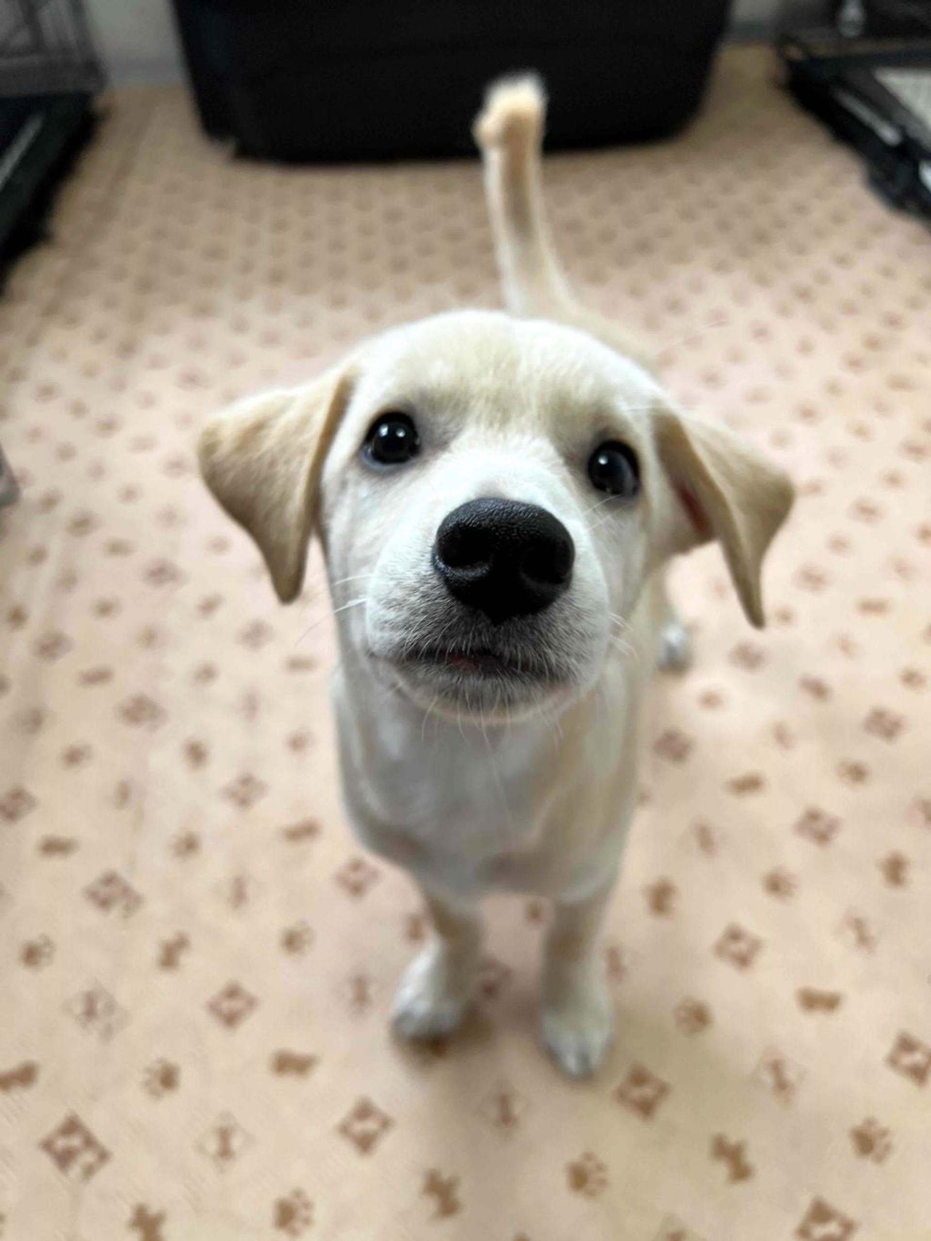 pet-image-2