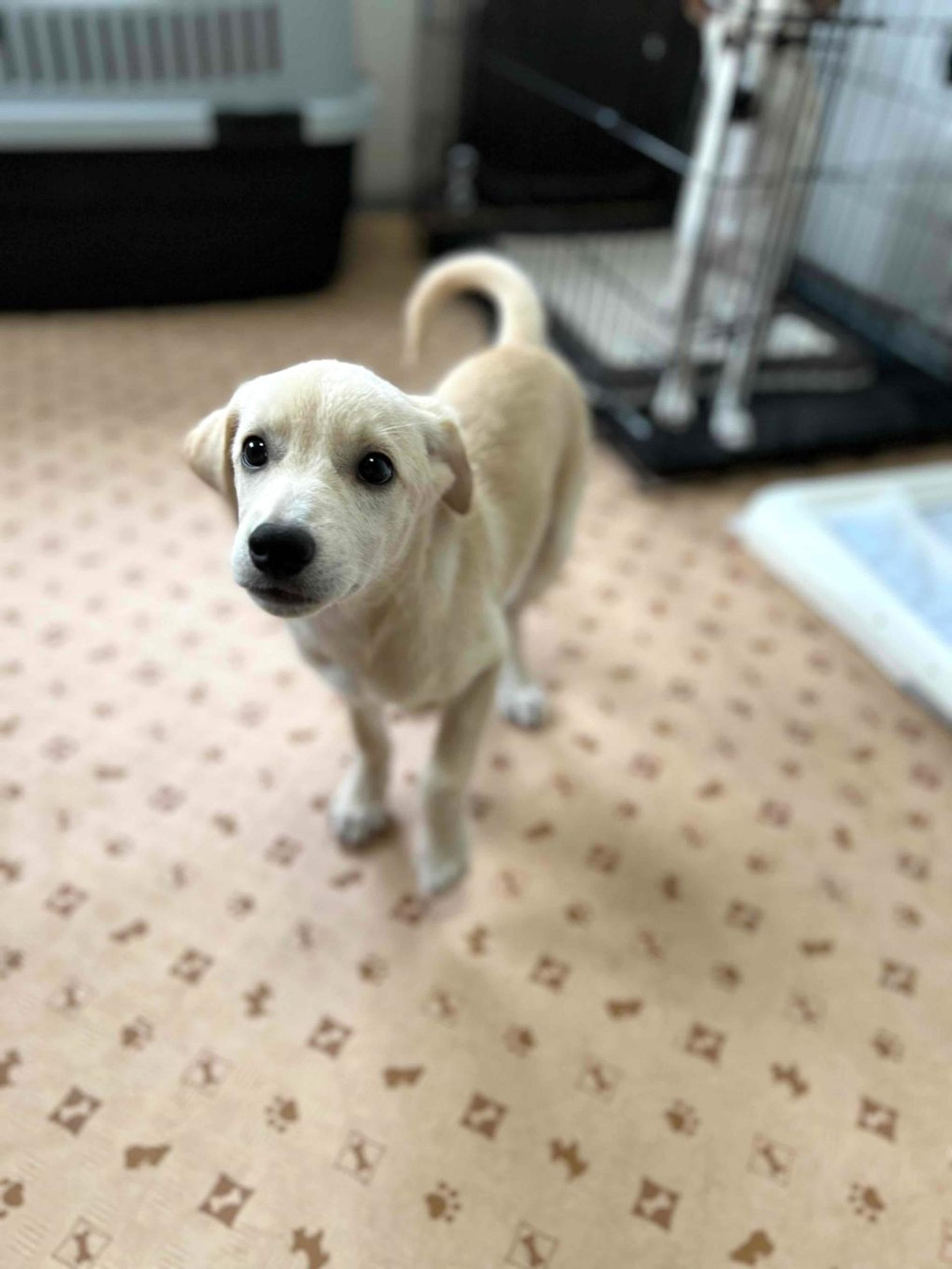 pet-image-3