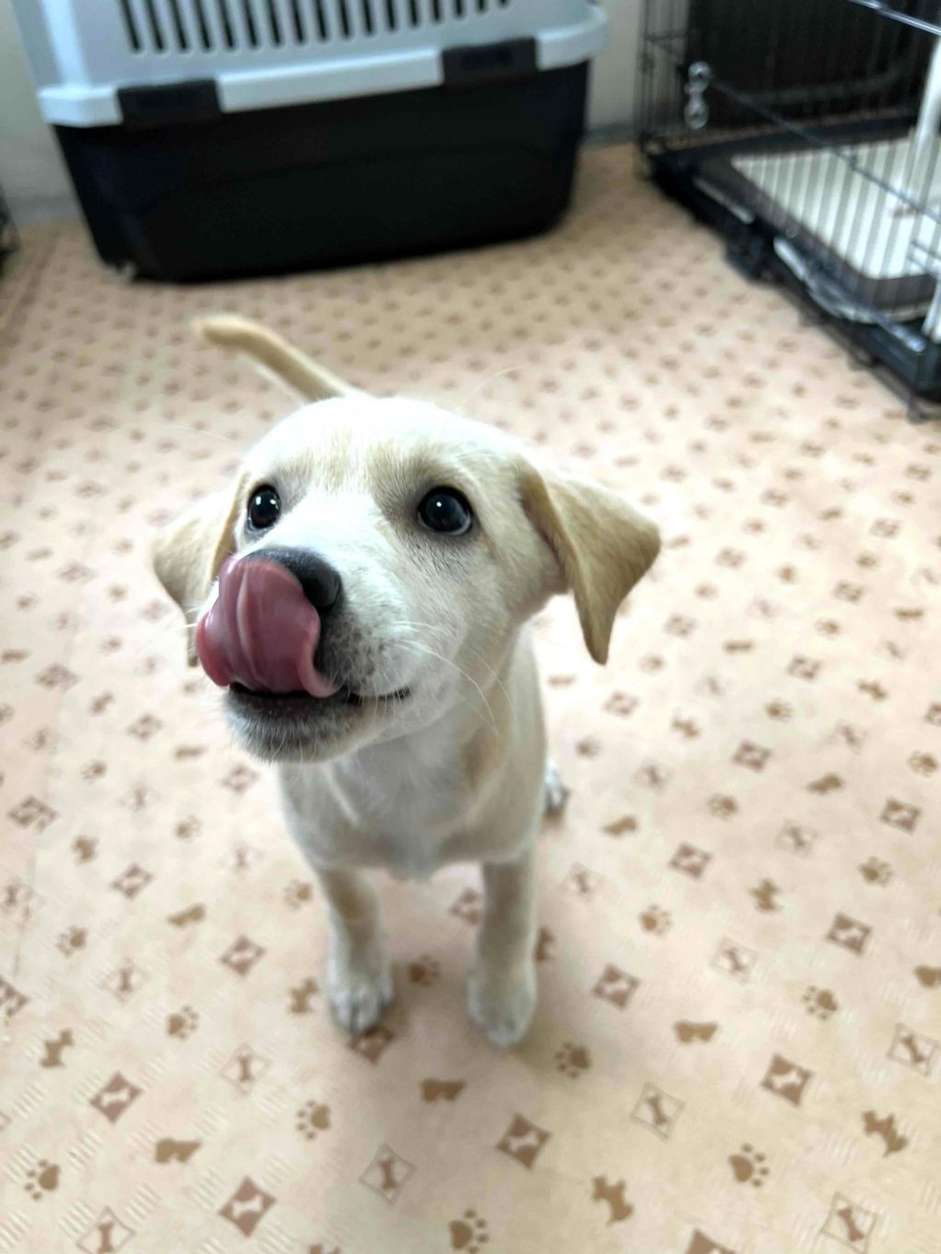 pet-image-4
