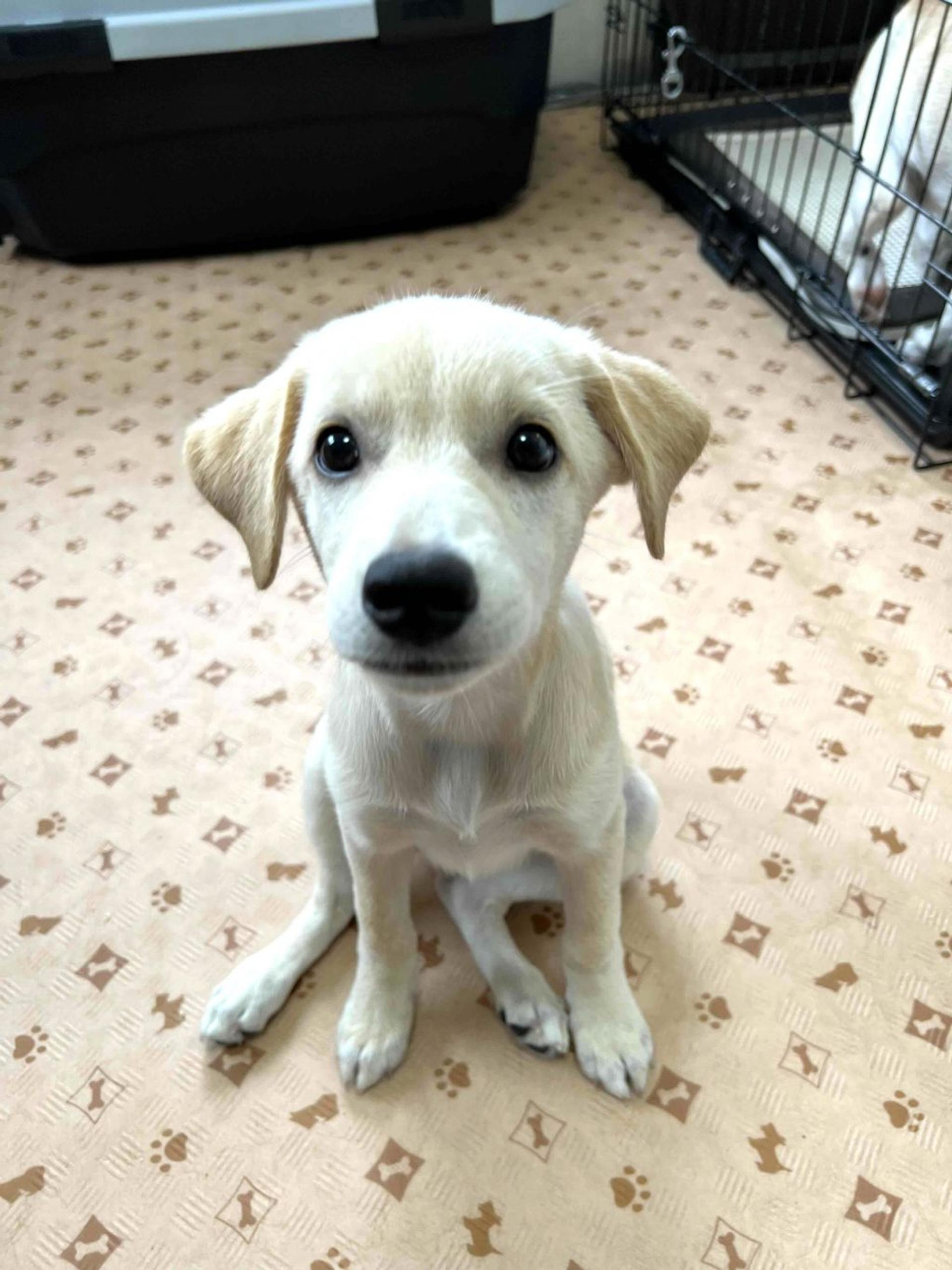 pet-image-5