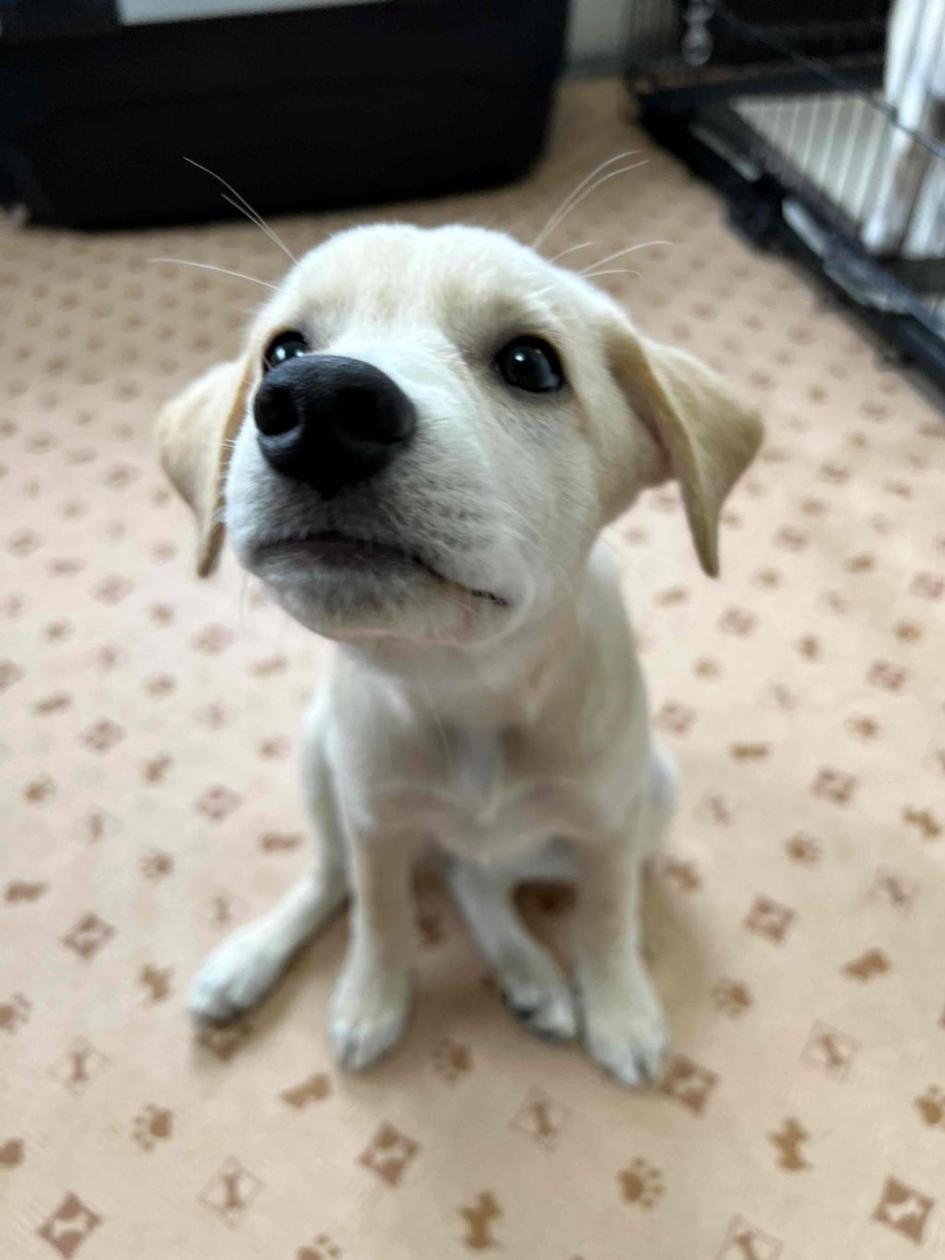 pet-image-6