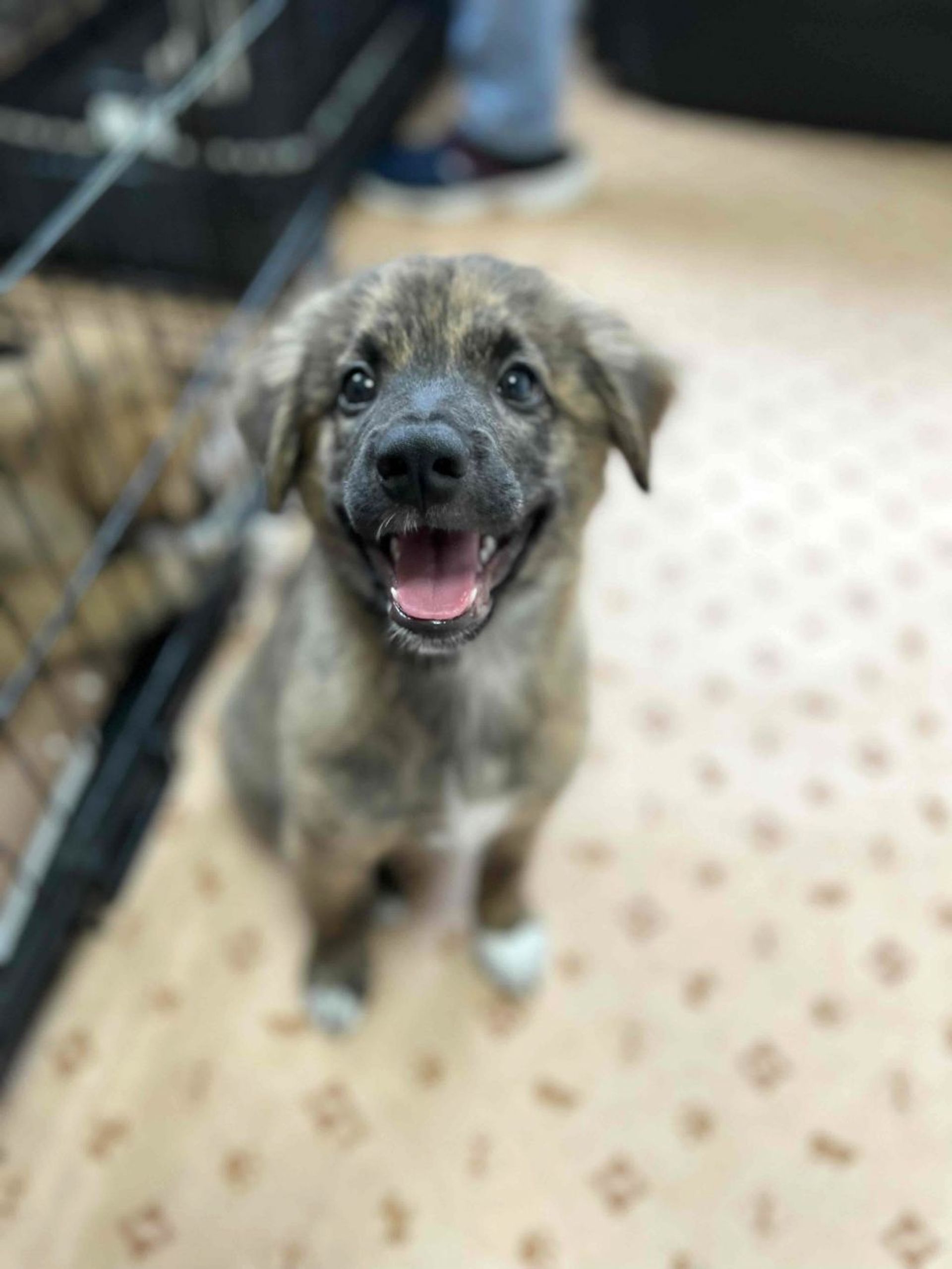 雑種（ミックス犬）・オスの里親募集の写真