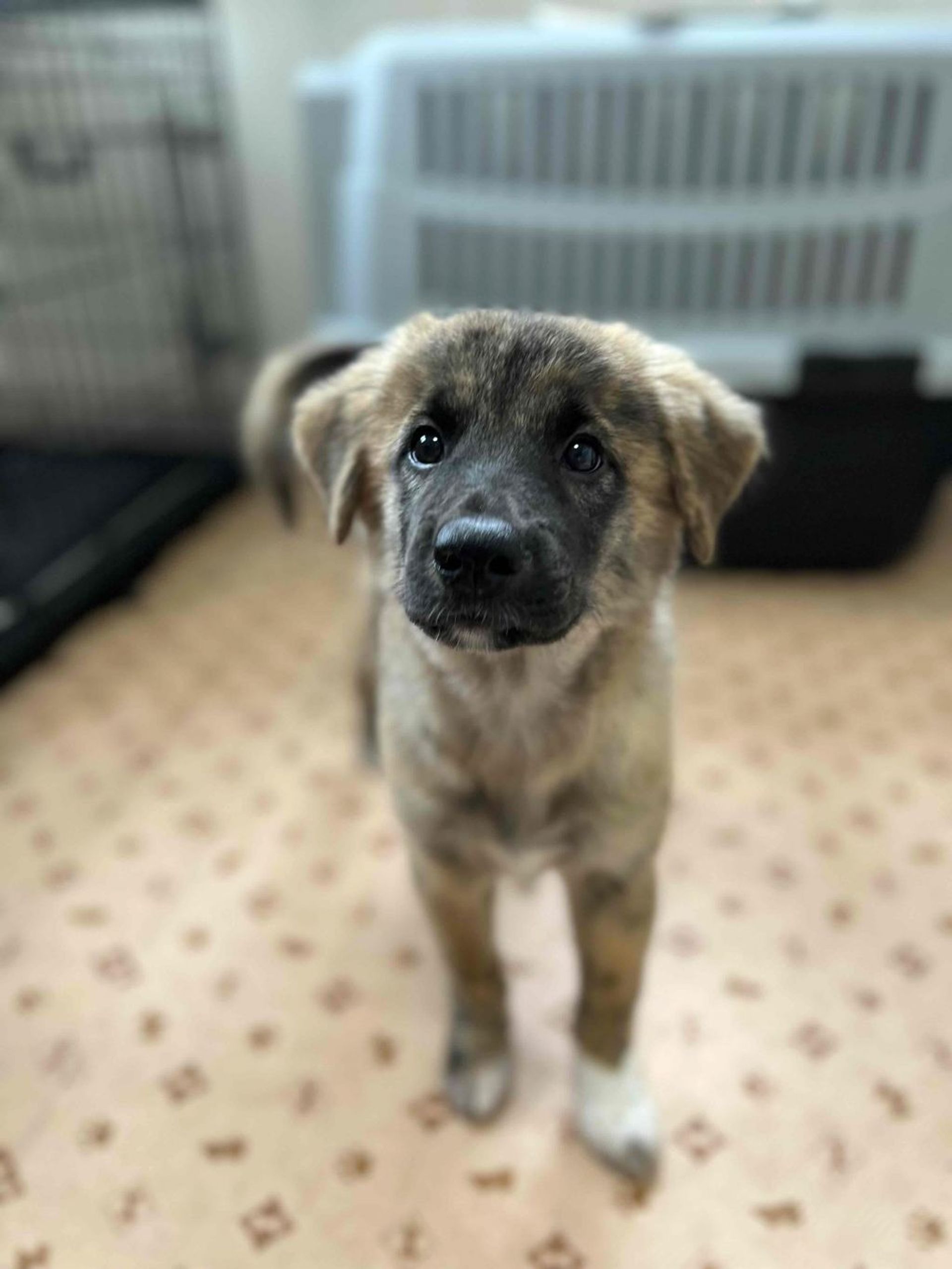 雑種（ミックス犬）・オスの里親募集の写真