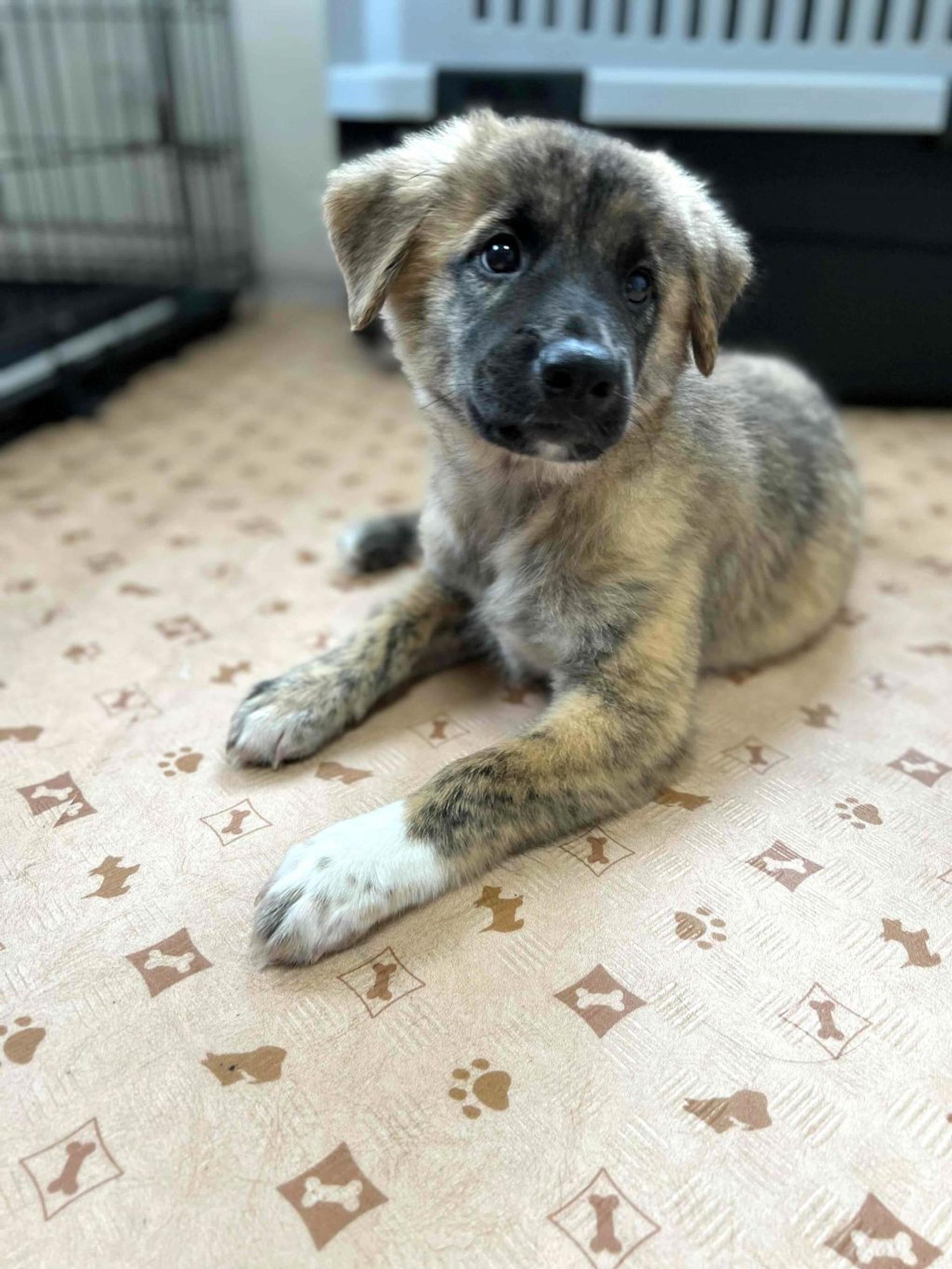 pet-image-2