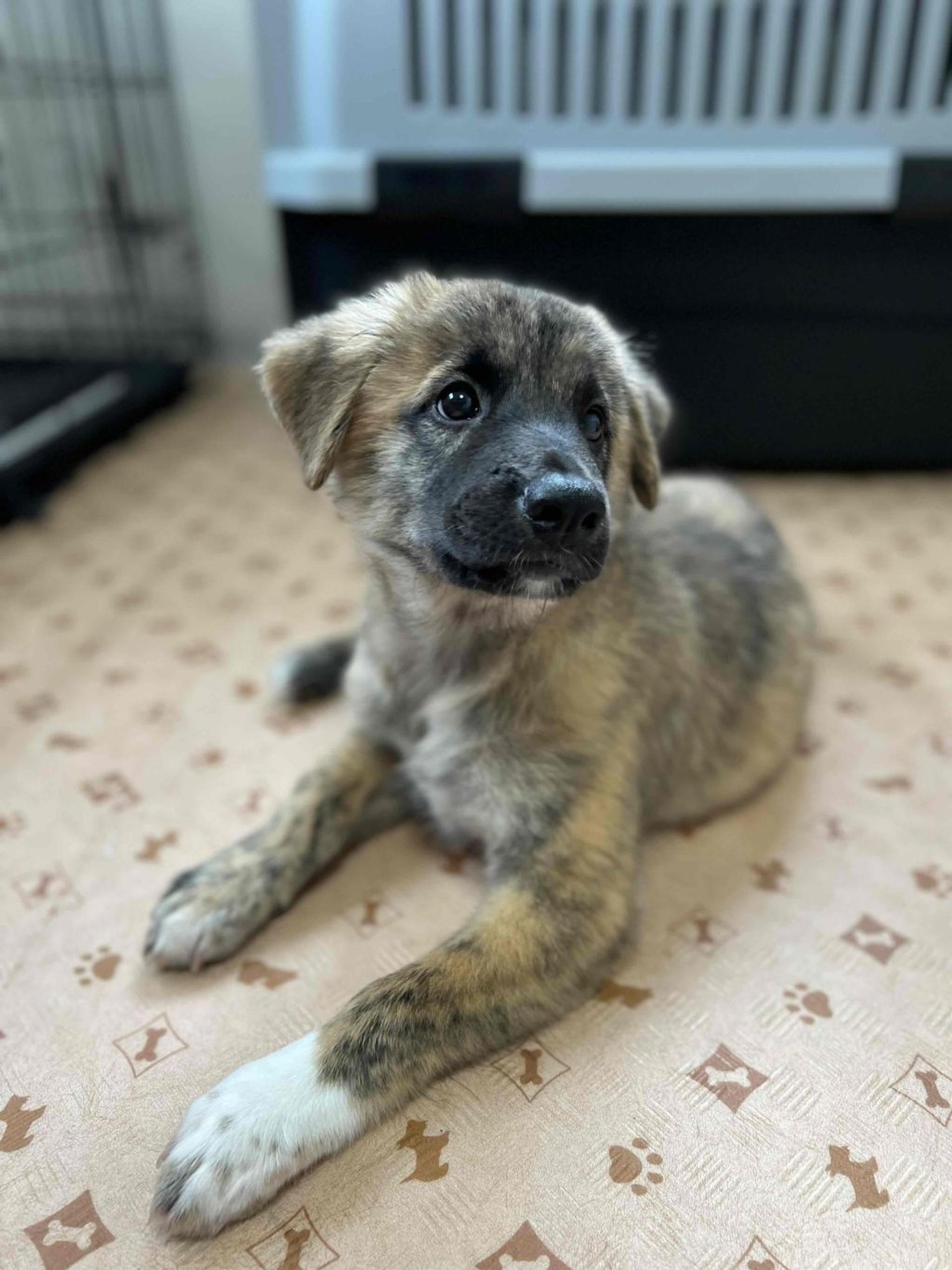 pet-image-3
