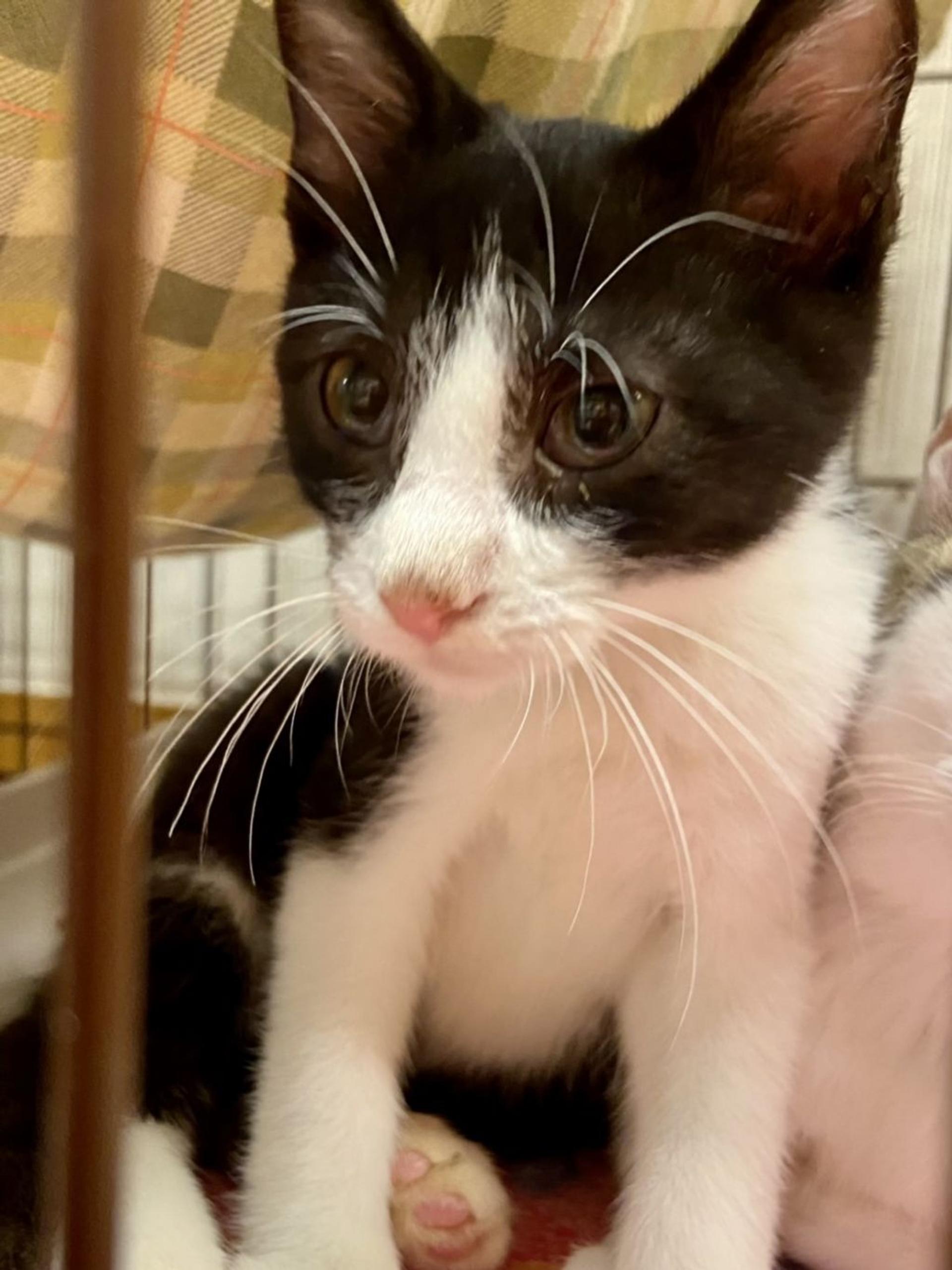 pet-image-2