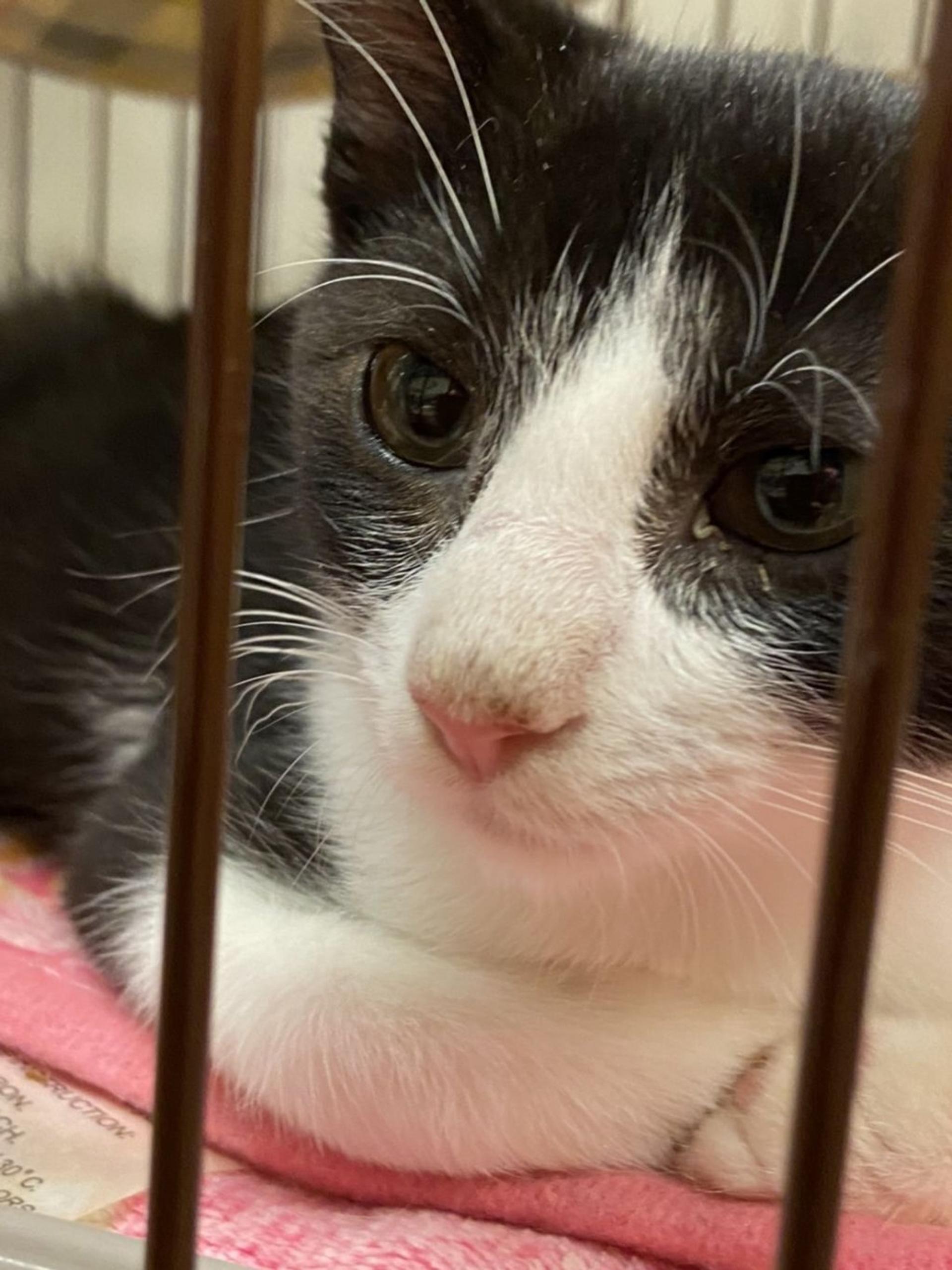 pet-image-3