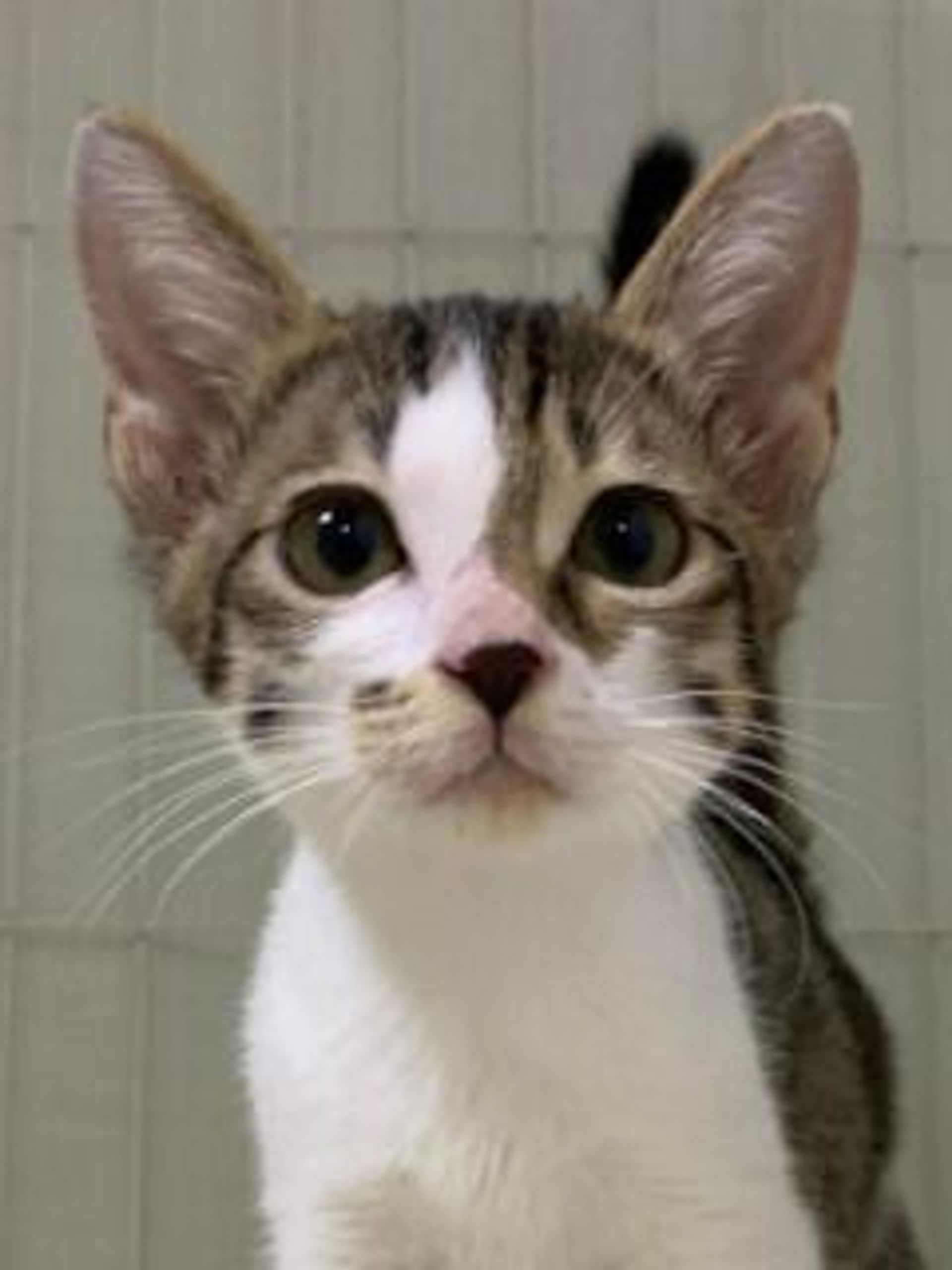 雑種（ミックス猫）・オスの里親募集の写真